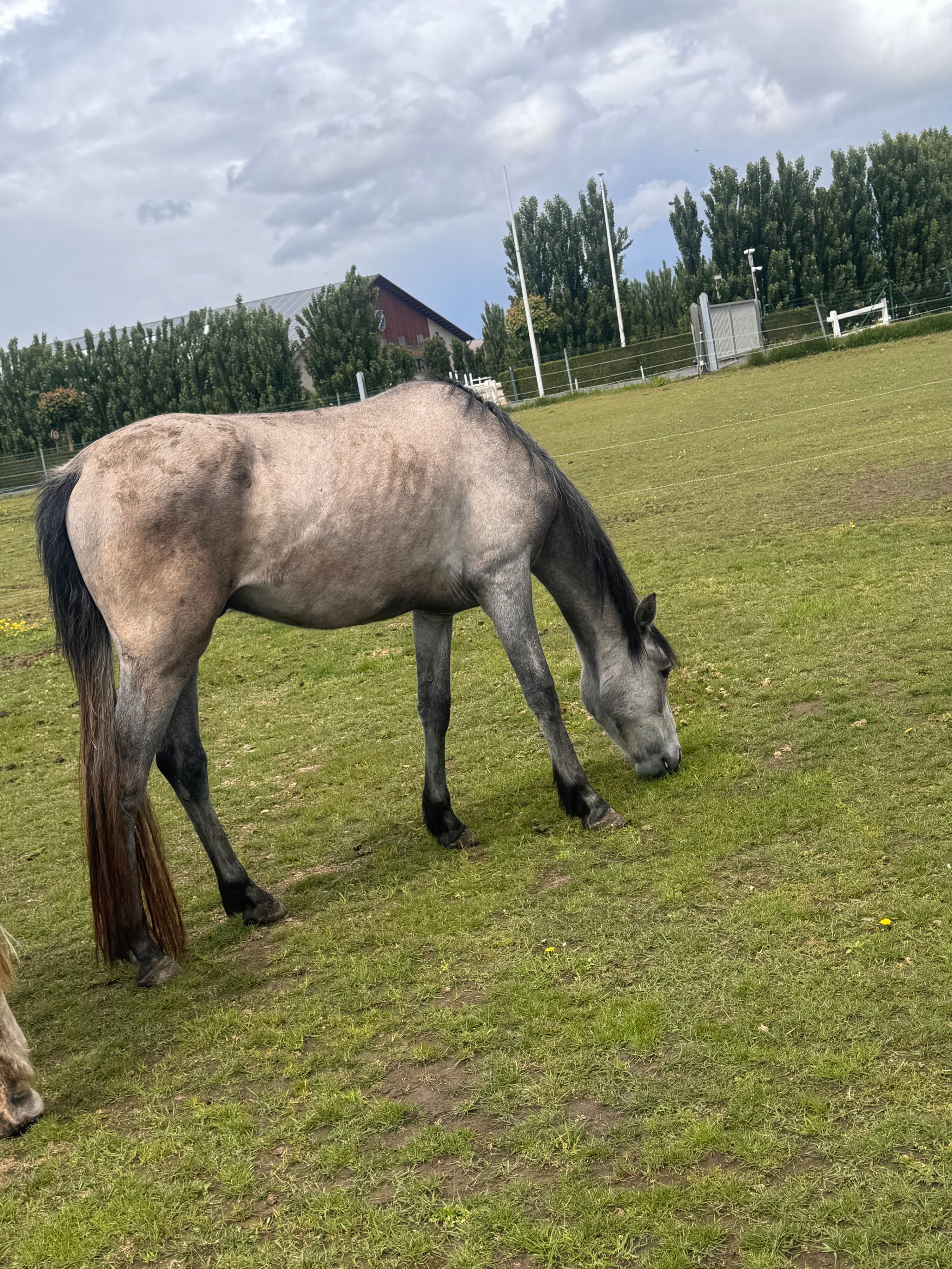 springpaard ruin 3 år schimmel till salu - Foto 5