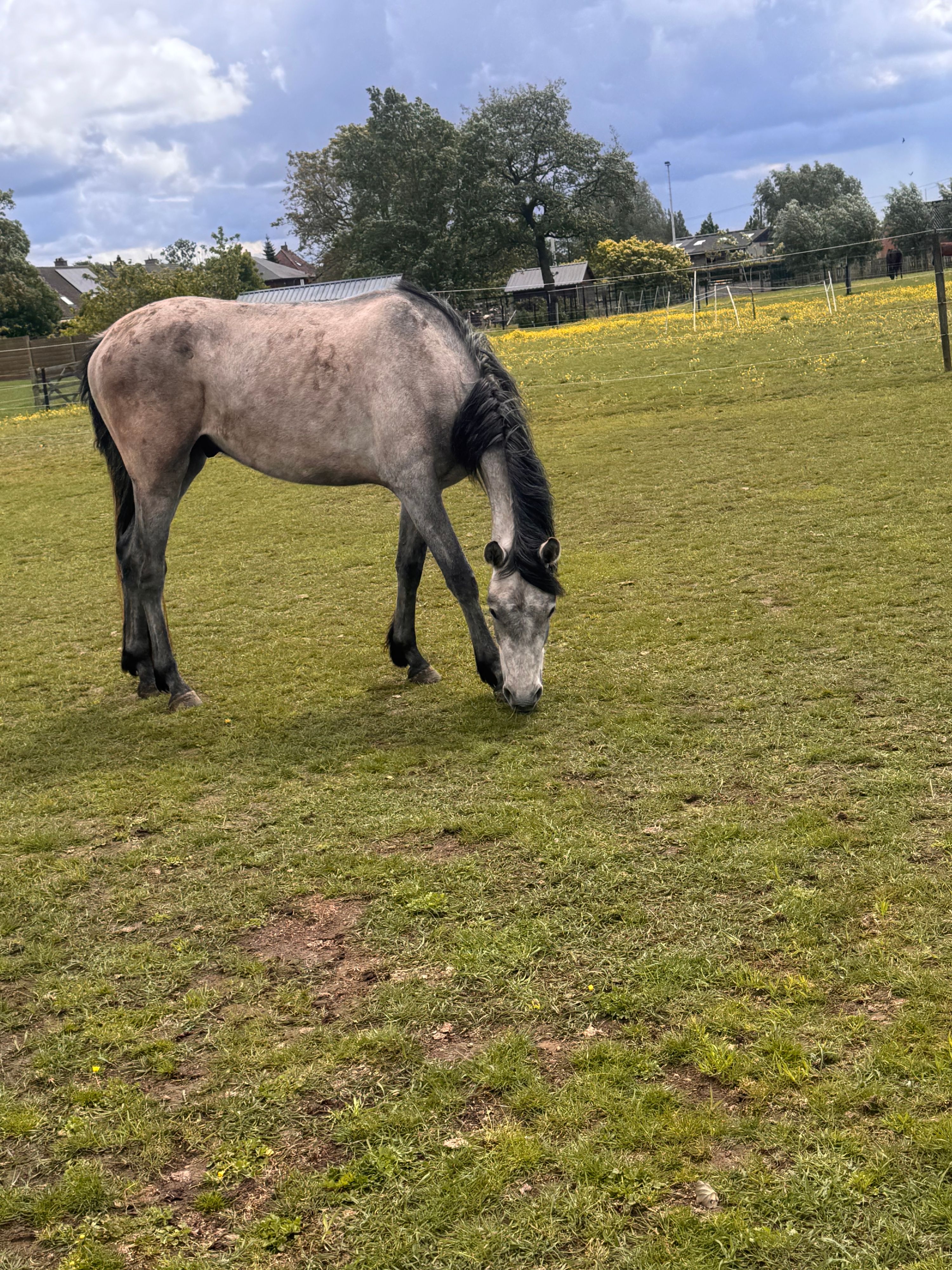Young gelding °2023 – ready for further training