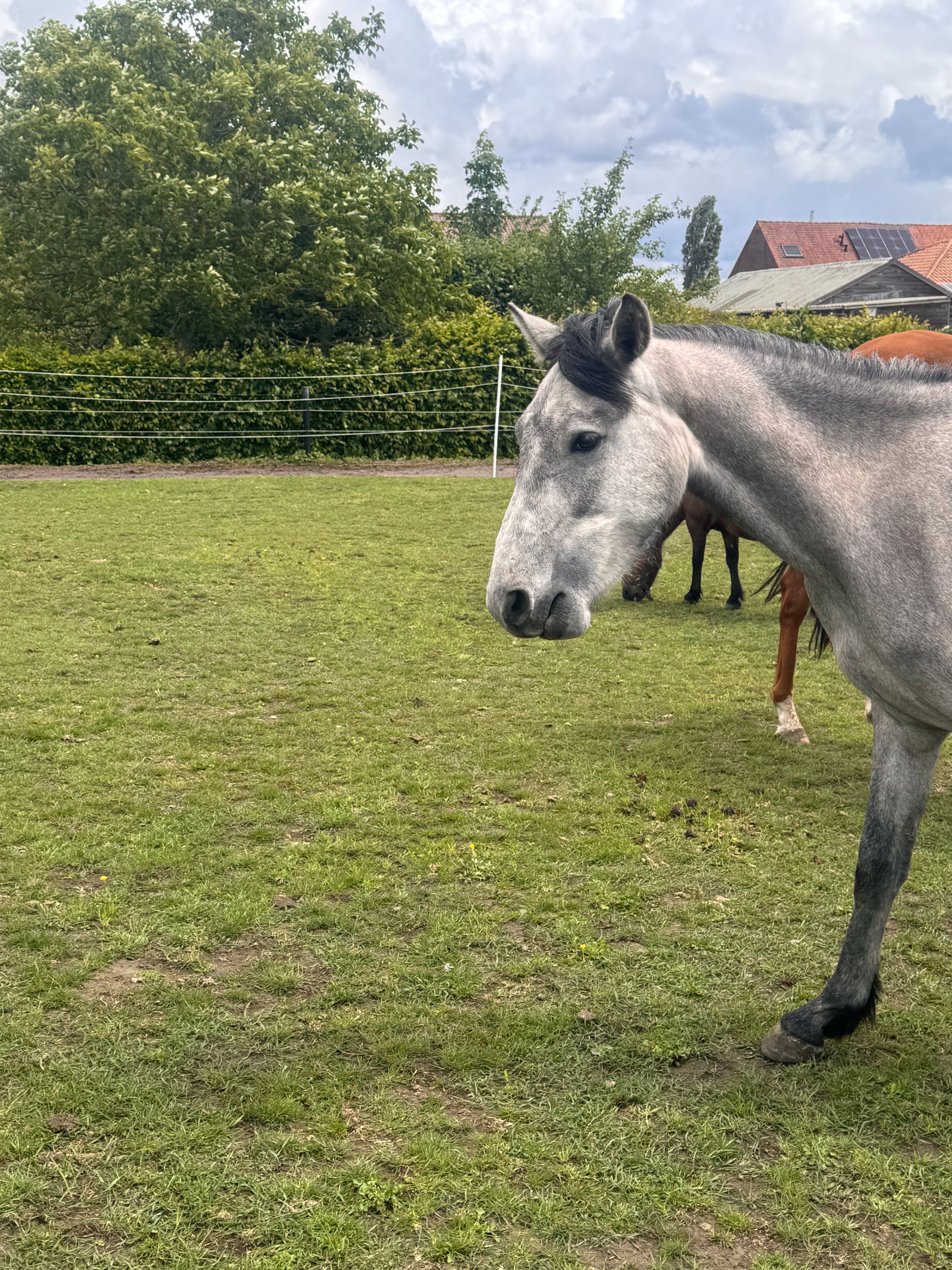 springpaard ruin 3 år schimmel till salu - Foto 2