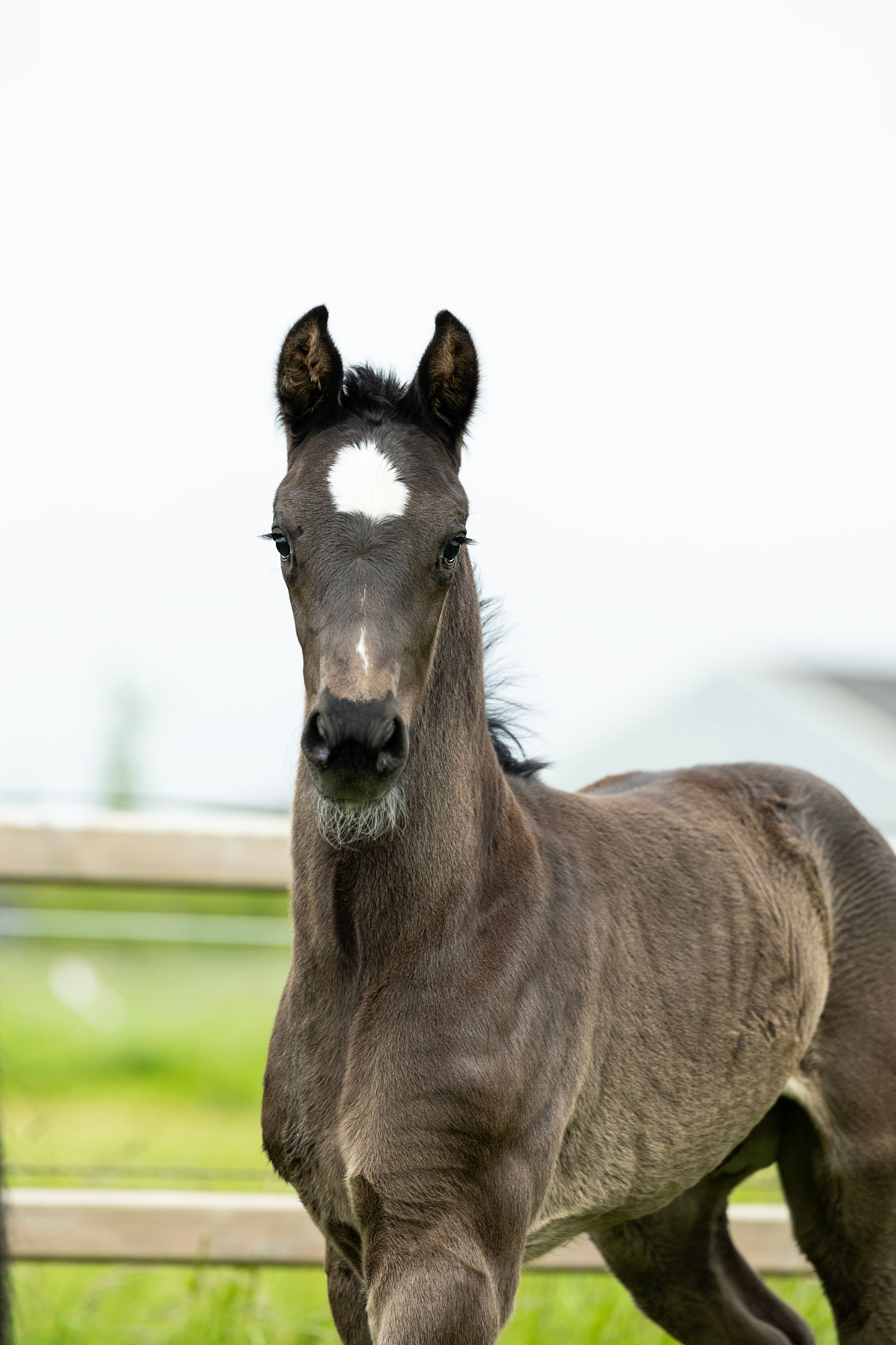 Colt from the Landsvrouwe line
