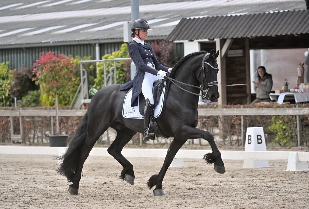 # Dream Horse **Ster • Sport • ELITE**