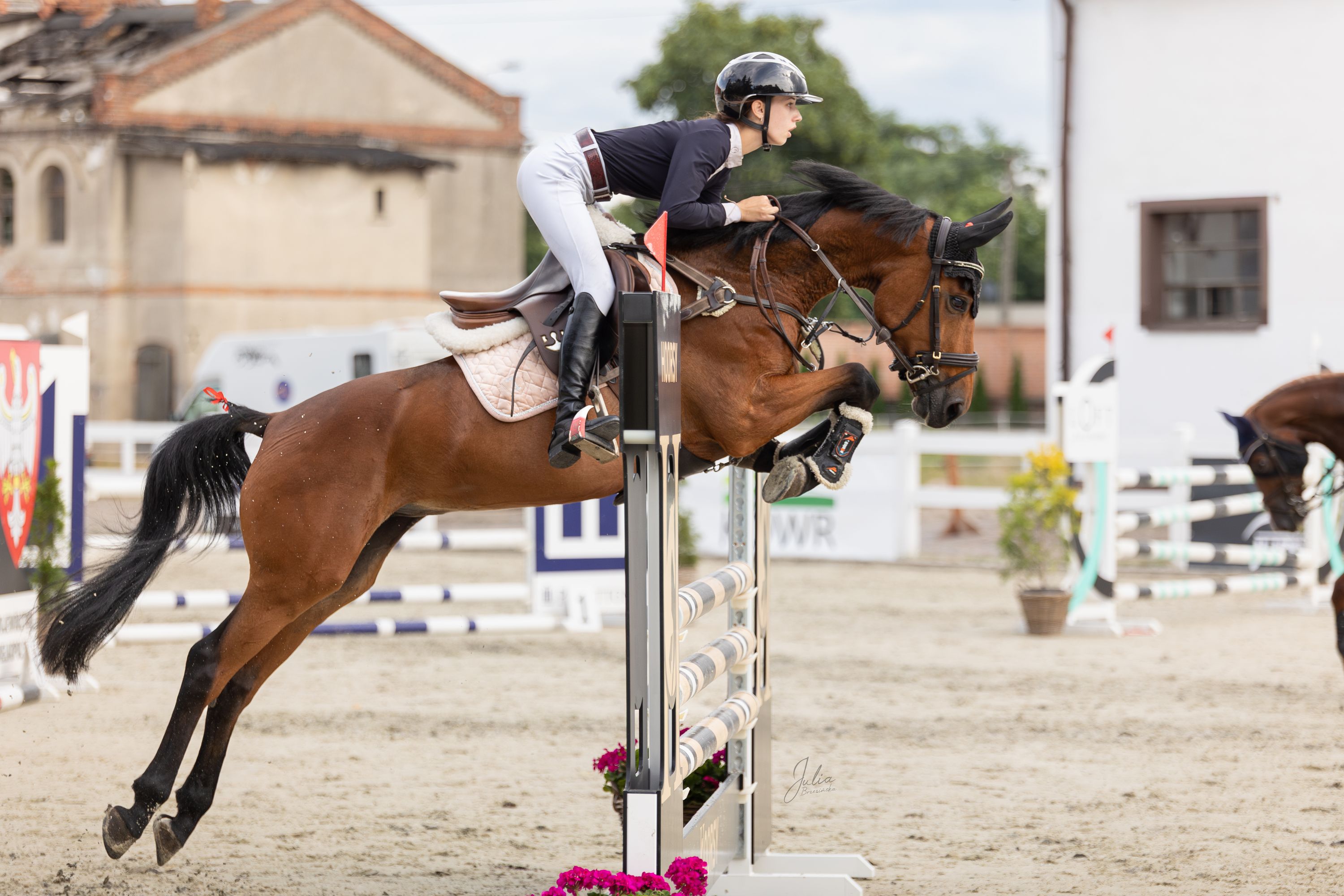 oldenburg springpony merrie 7 lat donkerbruin na sprzedaż - Zdjęcie 2