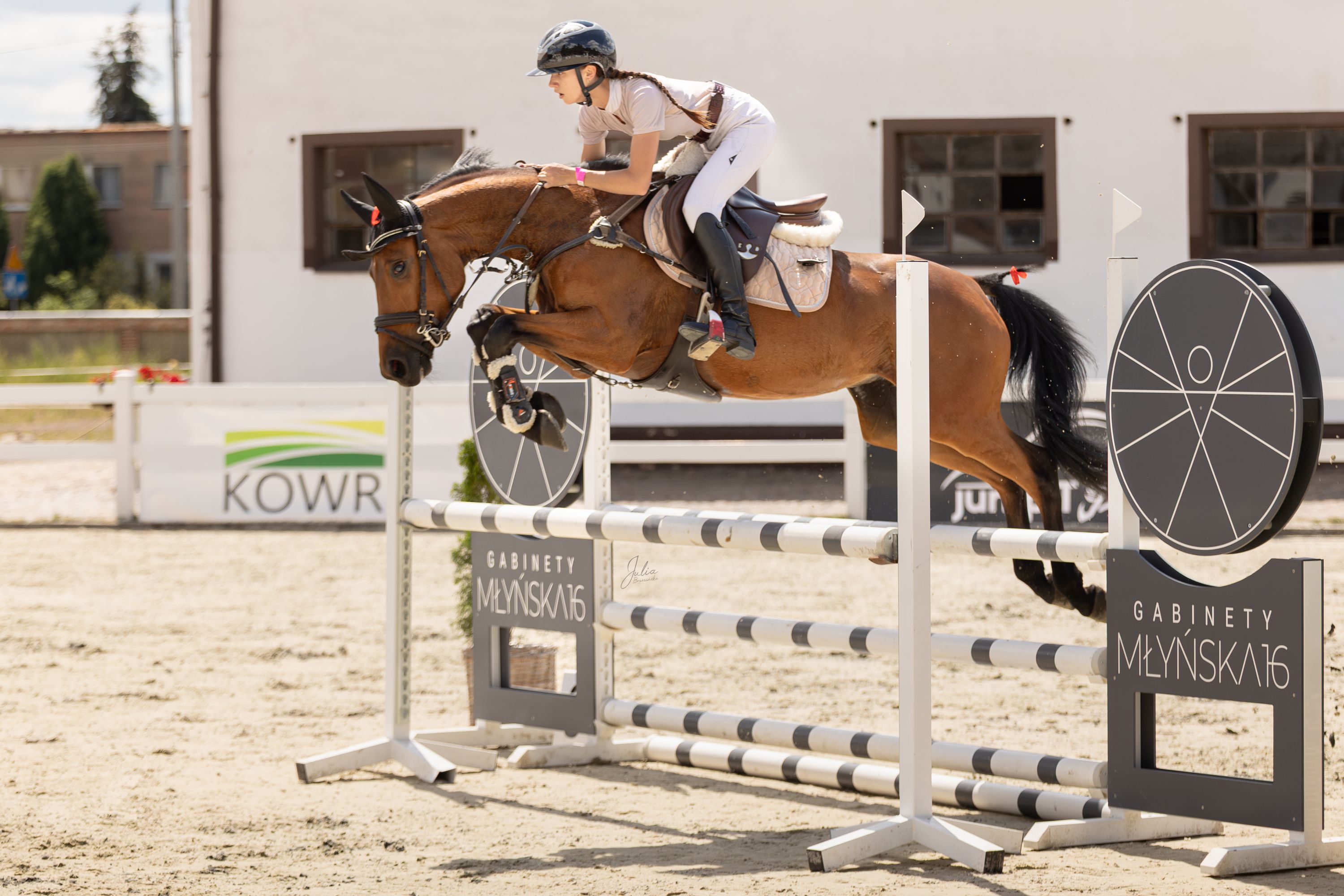 oldenburg springpony merrie 7 lat donkerbruin na sprzedaż - Zdjęcie 3