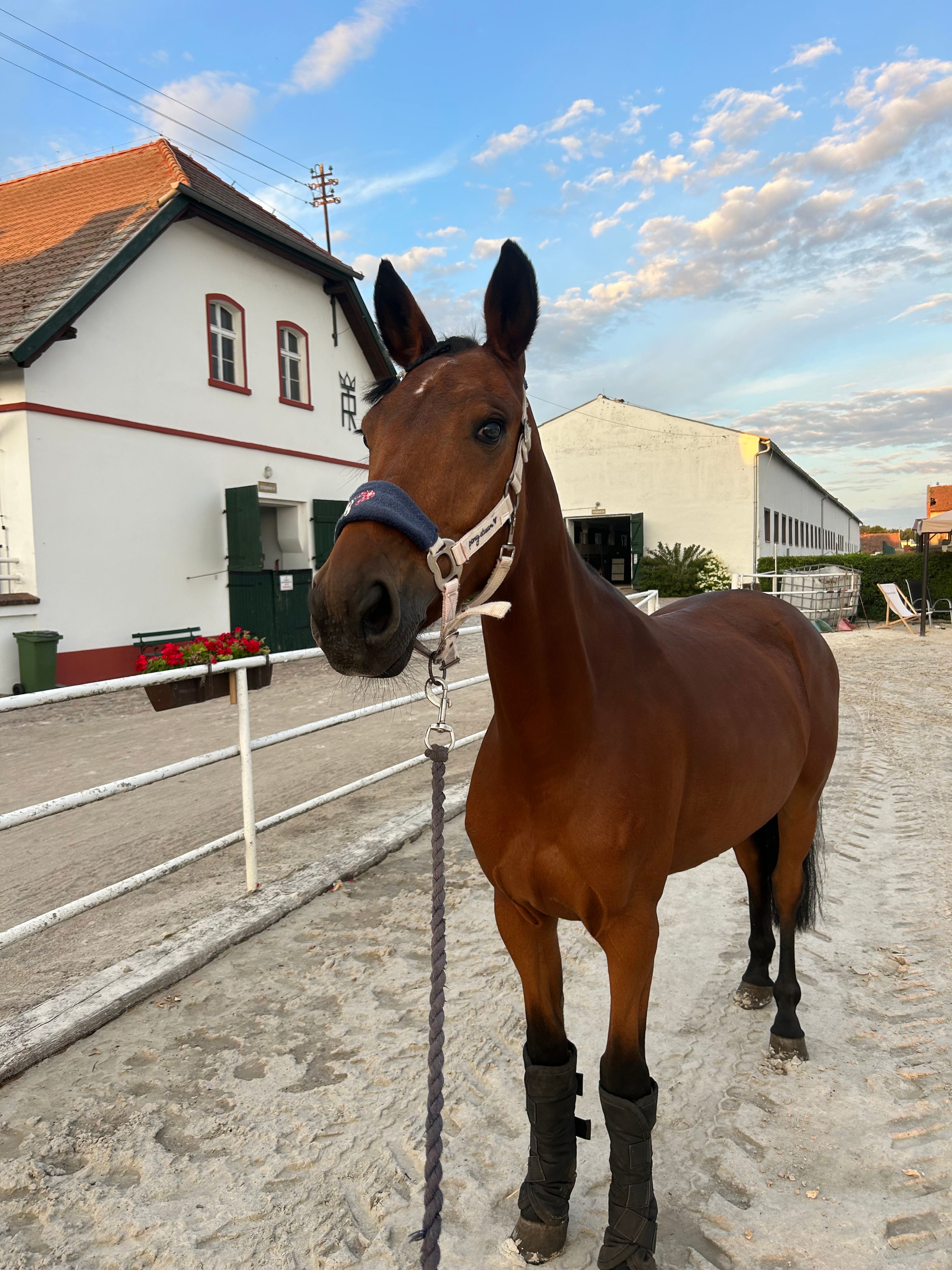 oldenburg springpony merrie 7 lat donkerbruin na sprzedaż - Zdjęcie 4