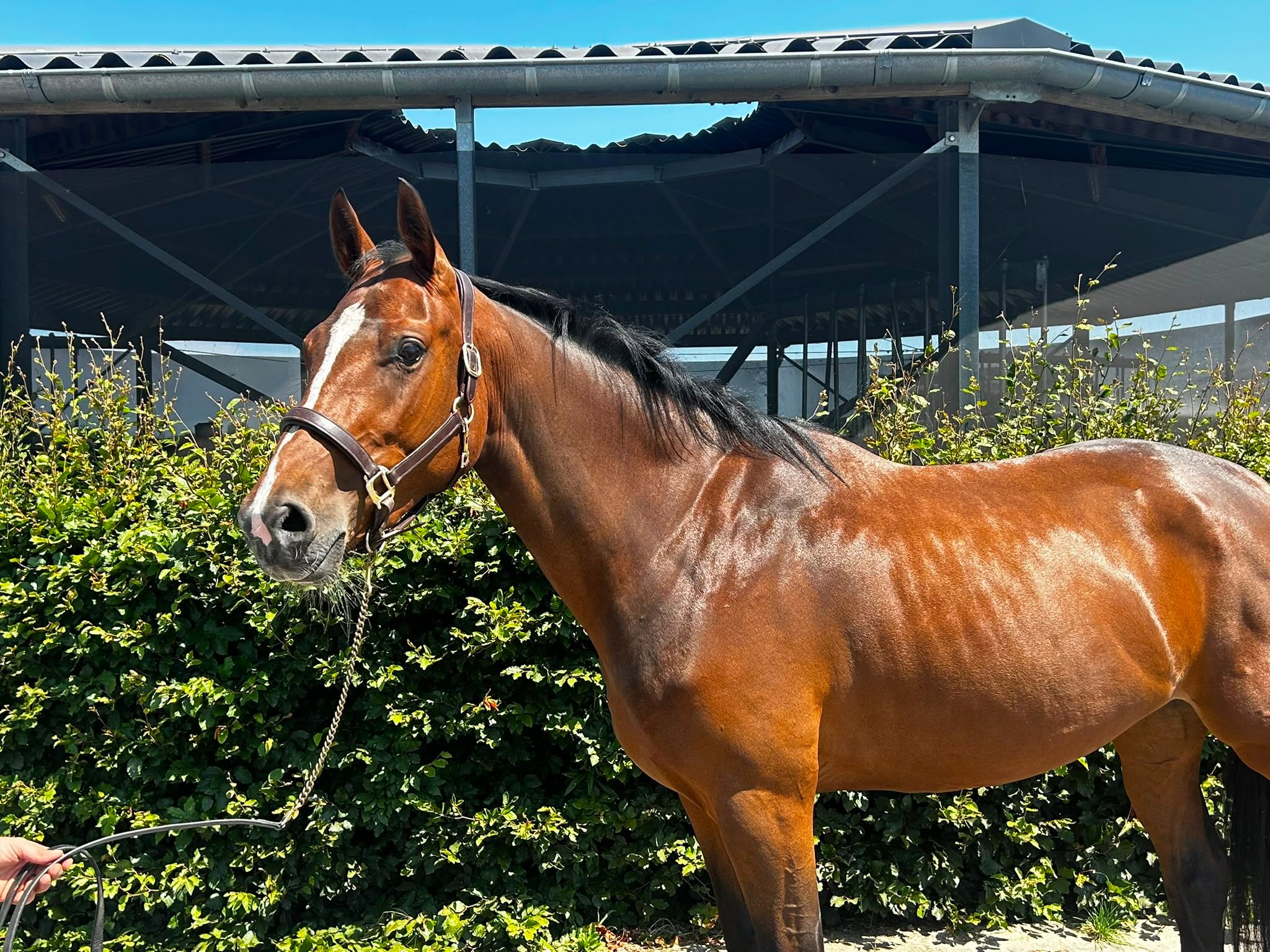 Promising show jumper with scope, technique, and interesting damline