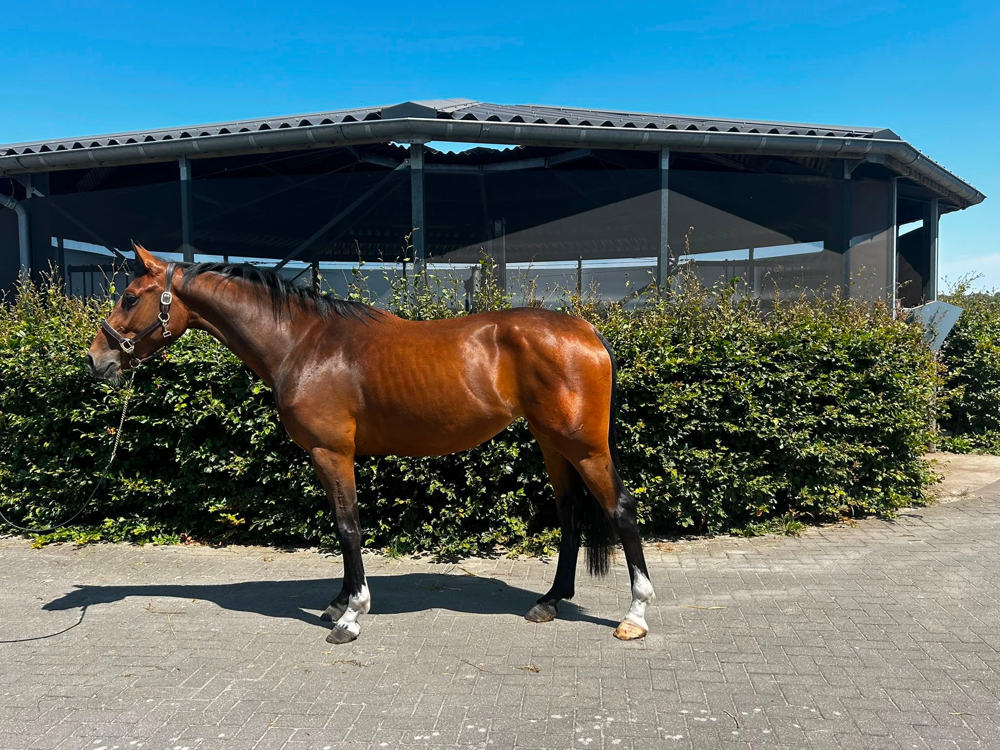 kwpn springpaard merrie 3 år bruin till salu - Foto 2