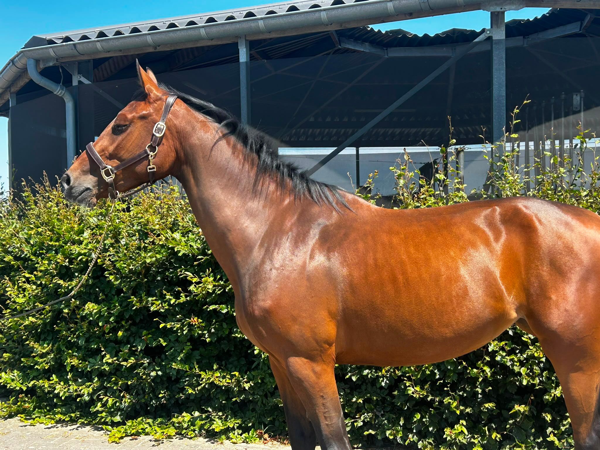 kwpn springpaard merrie 3 år bruin till salu - Foto 3