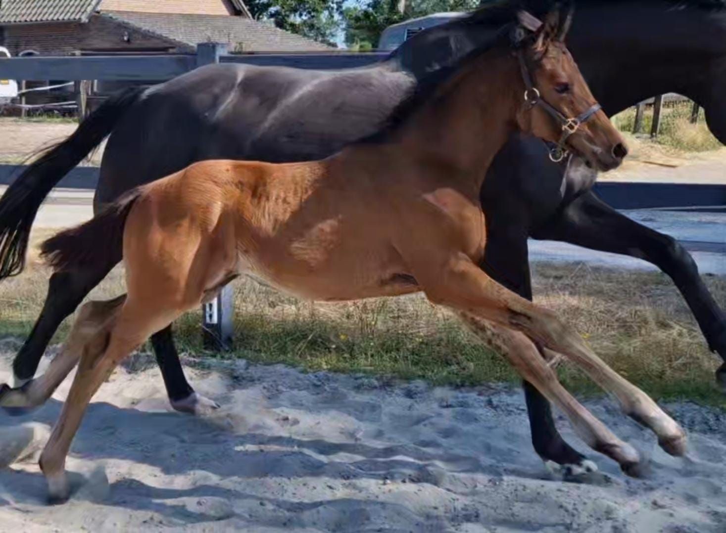 kwpn dressuurpaard merrie 0 years old donkerbruin for sale - Photo 4