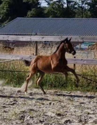 kwpn dressuurpaard merrie 0 years old donkerbruin for sale - Photo 3