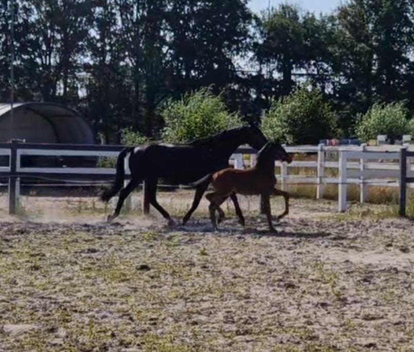 kwpn dressuurpaard merrie 0 years old donkerbruin for sale - Photo 5