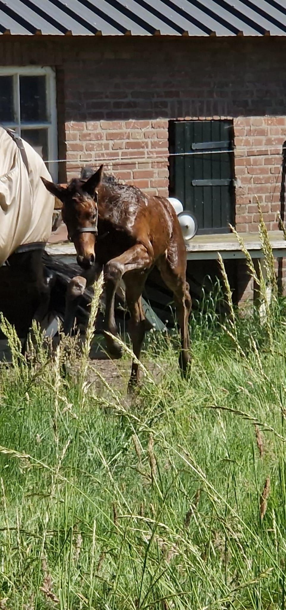 kwpn dressuurpaard merrie 0 years old donkerbruin for sale - Photo 2
