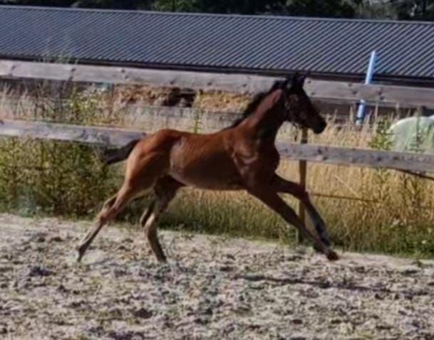 kwpn dressuurpaard merrie 0 years old donkerbruin for sale - Photo 6
