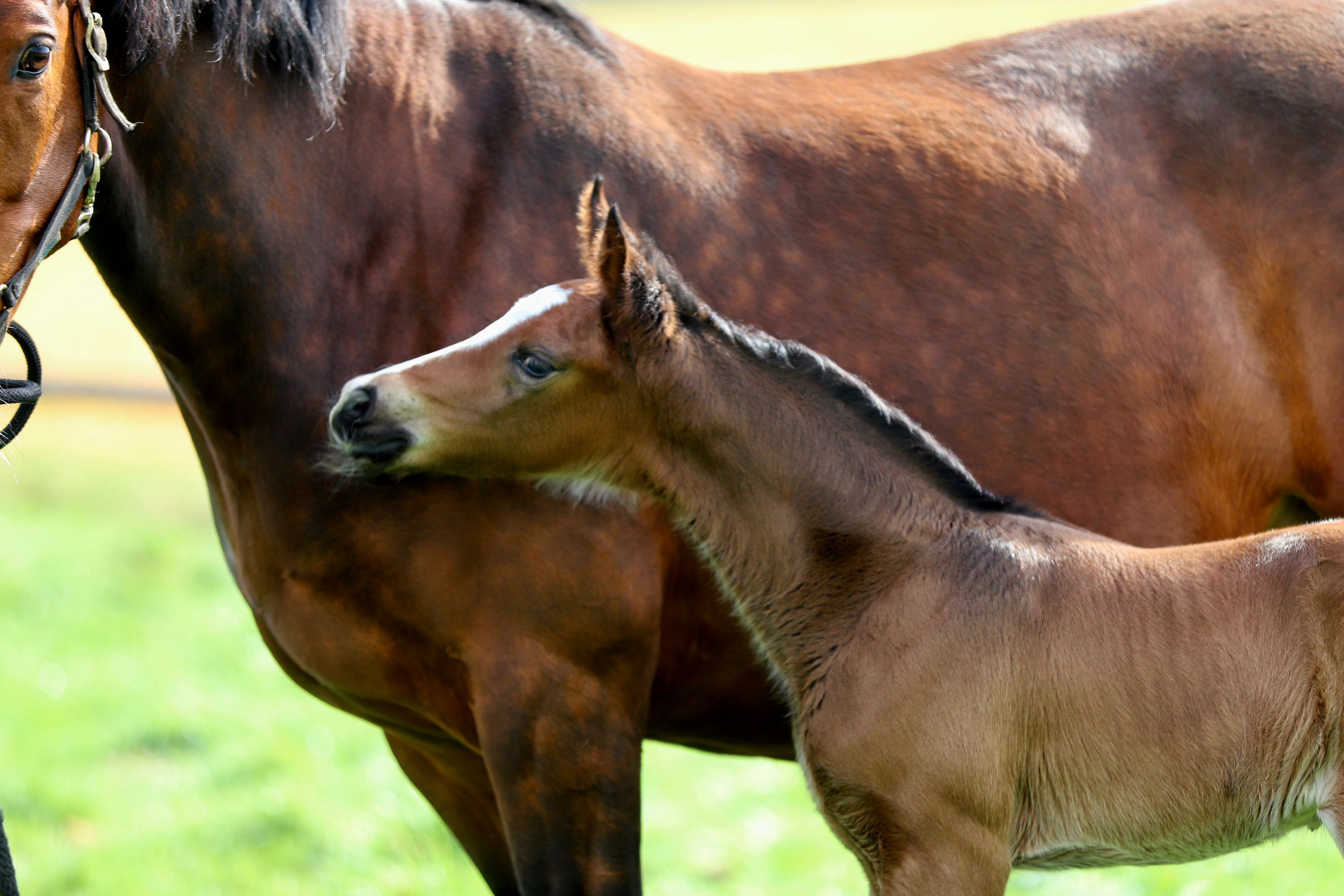 westfalen dressuurpaard merrie 0 år donkerbruin till salu - Foto 2