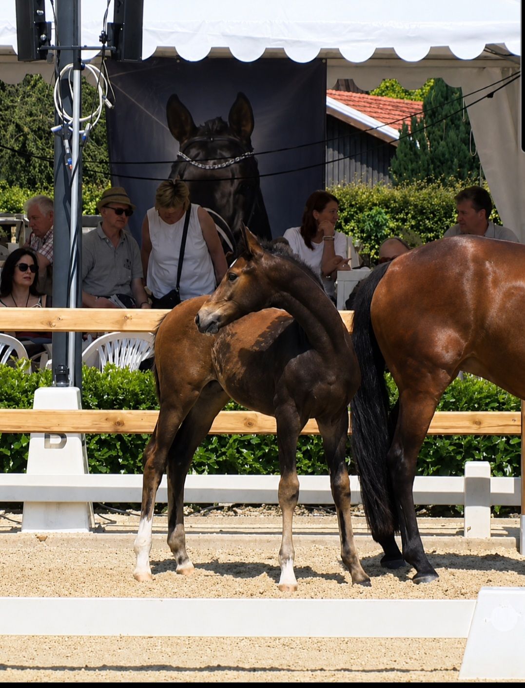 westfalen dressuurpaard merrie 0 år donkerbruin till salu - Foto 4