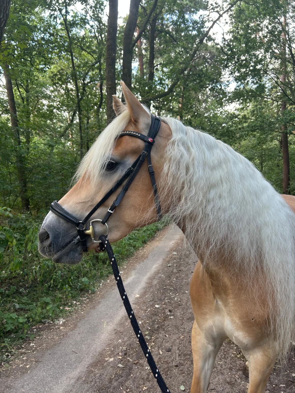 haflinger allround-pony merrie 6 years old vos for sale - Main photo