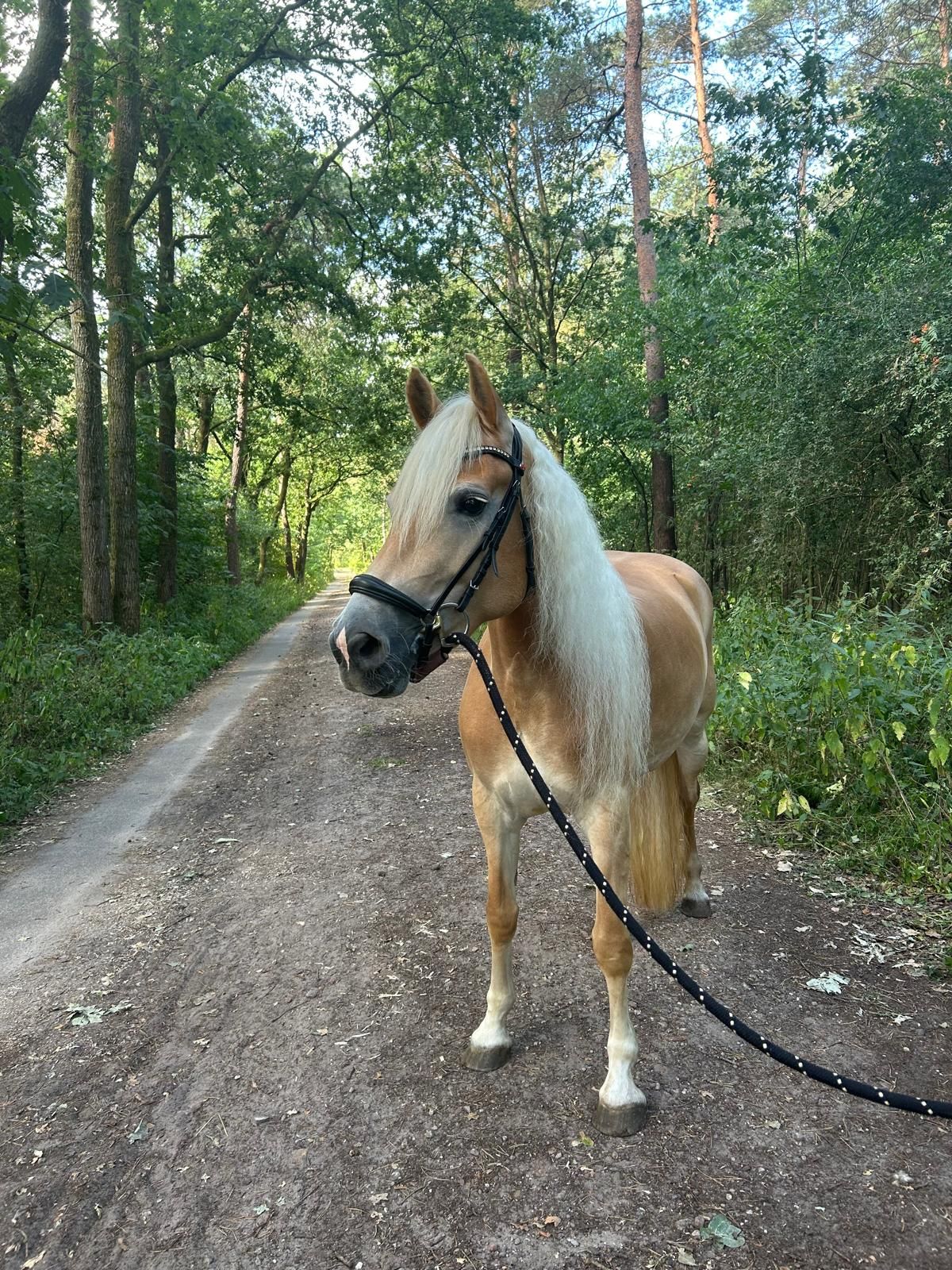 haflinger allround-pony merrie 6 years old vos for sale - Photo 4