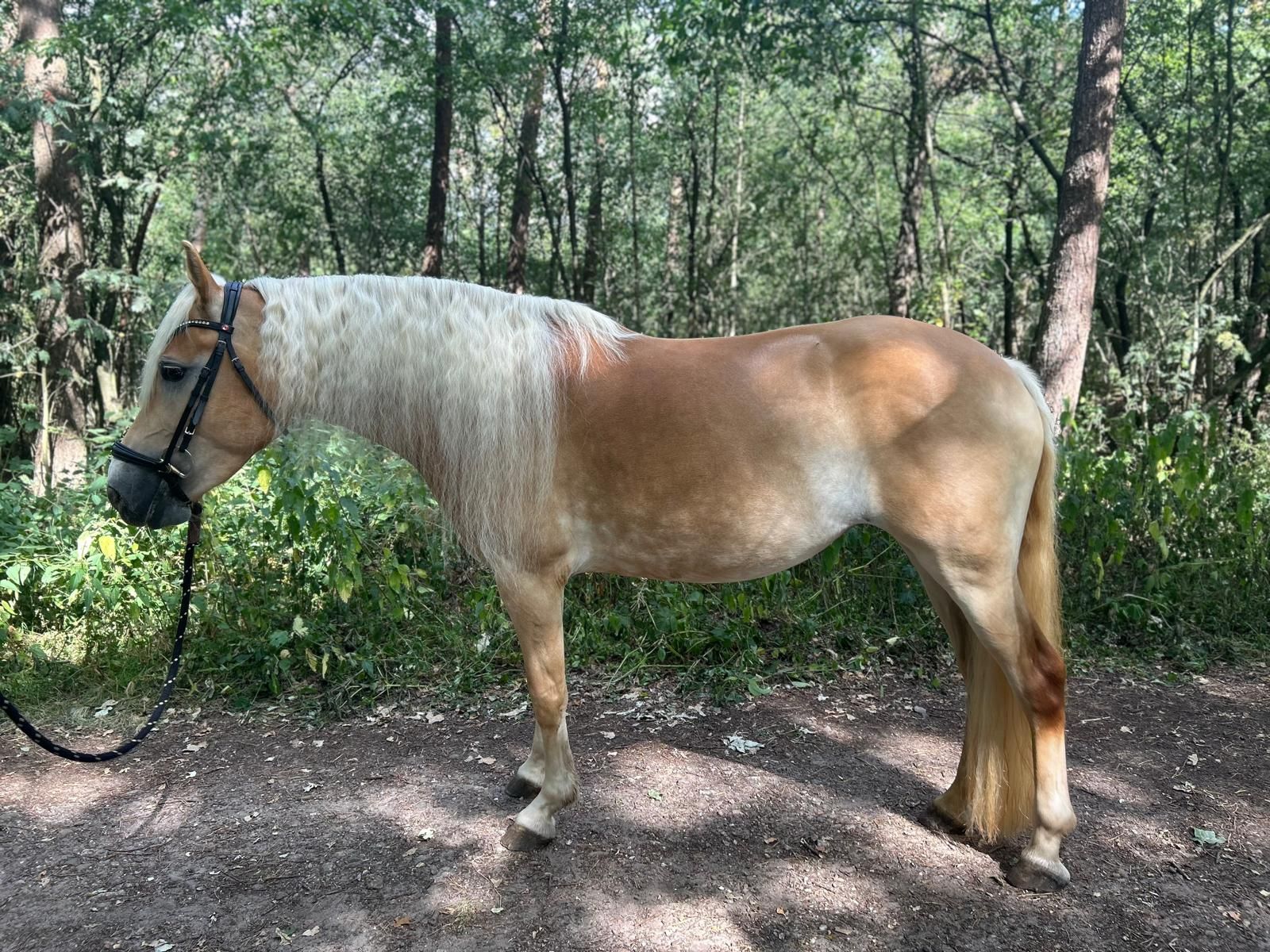 haflinger allround-pony merrie 6 years old vos for sale - Photo 5