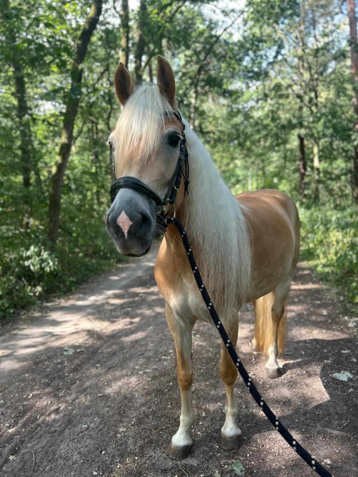 haflinger allround-pony merrie 6 years old vos for sale - Photo 2