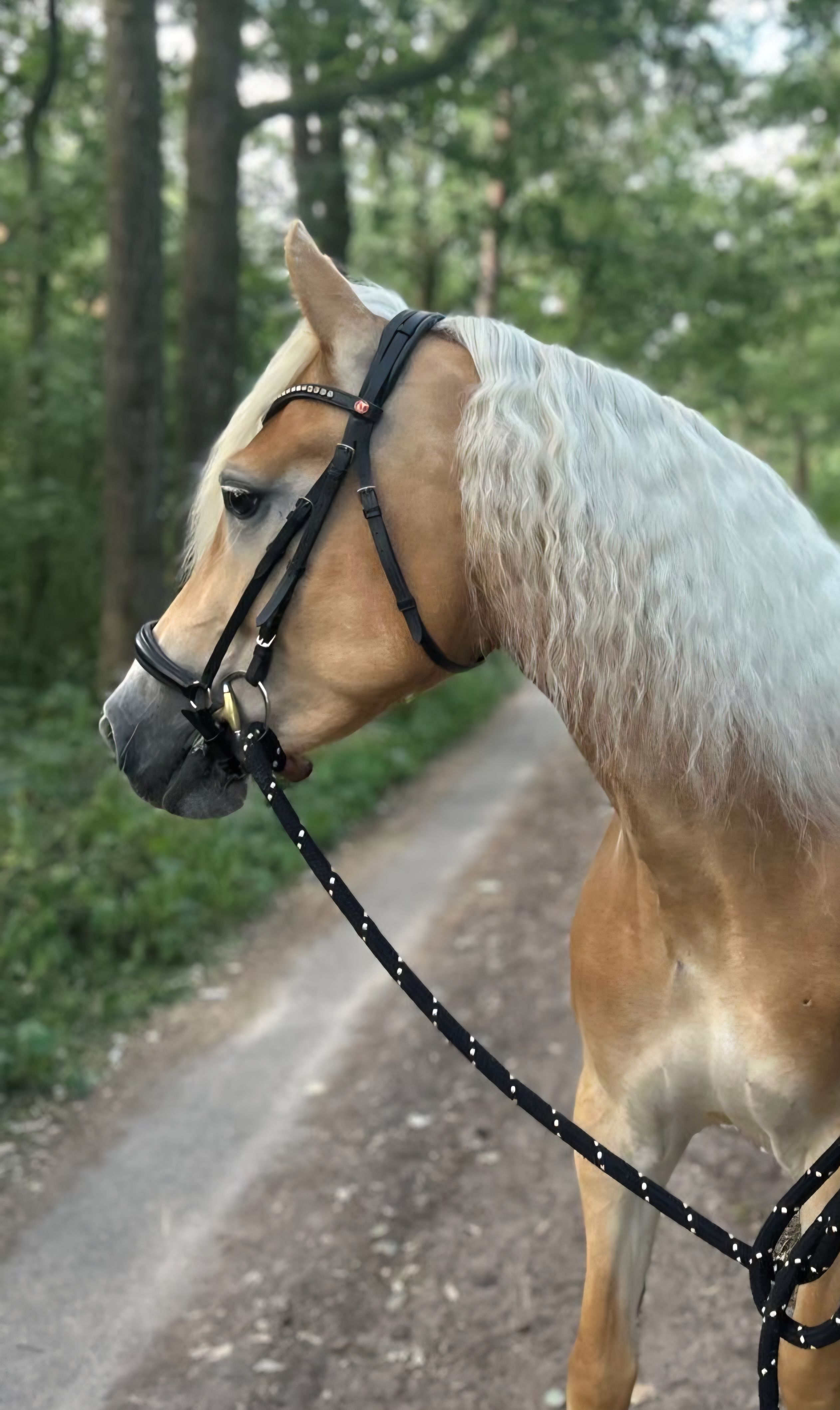 haflinger allround-pony merrie 6 years old vos for sale - Photo 3