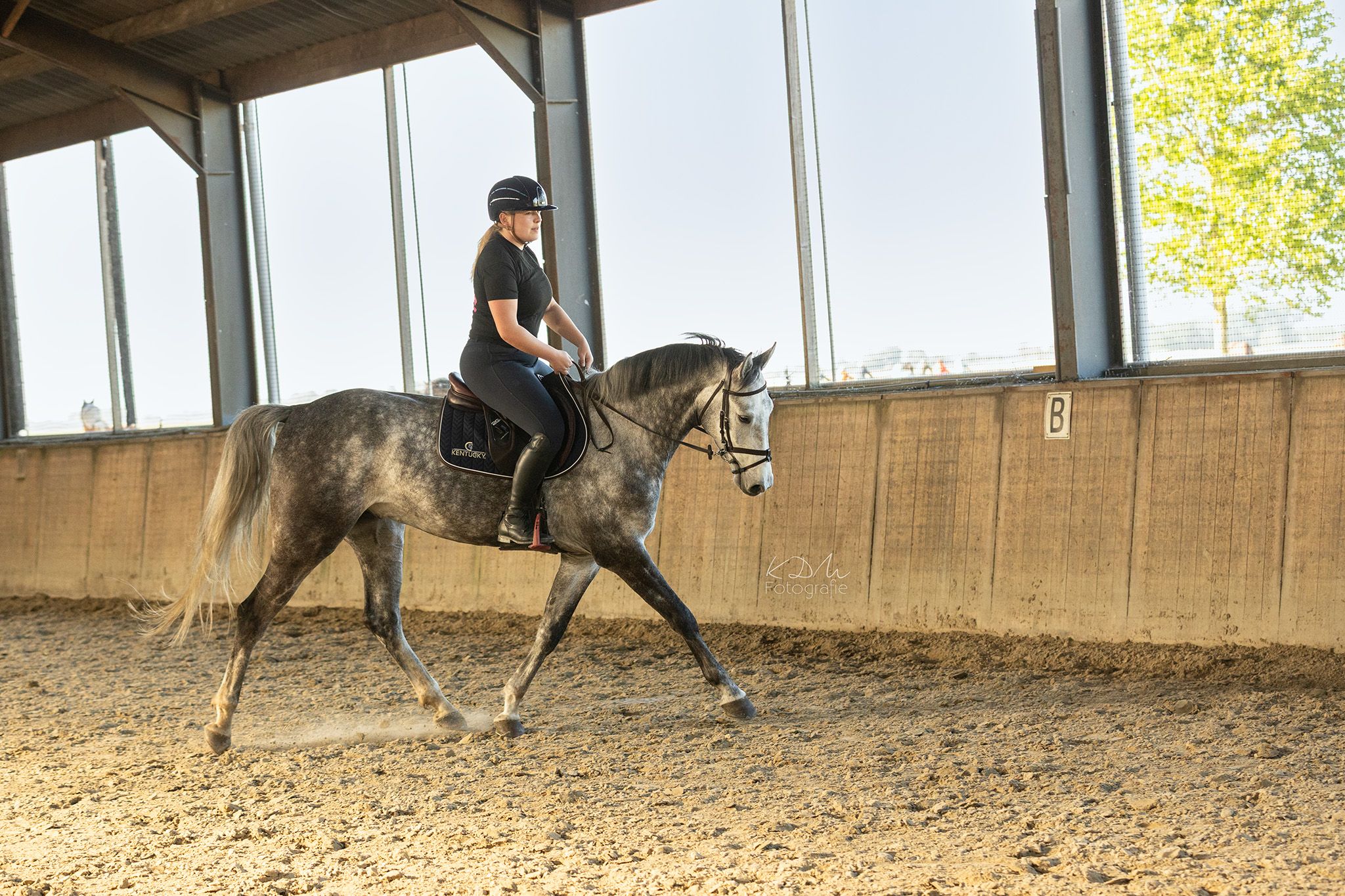 kwpn springpaard ruin 5 anos schimmel à venda - Foto 2