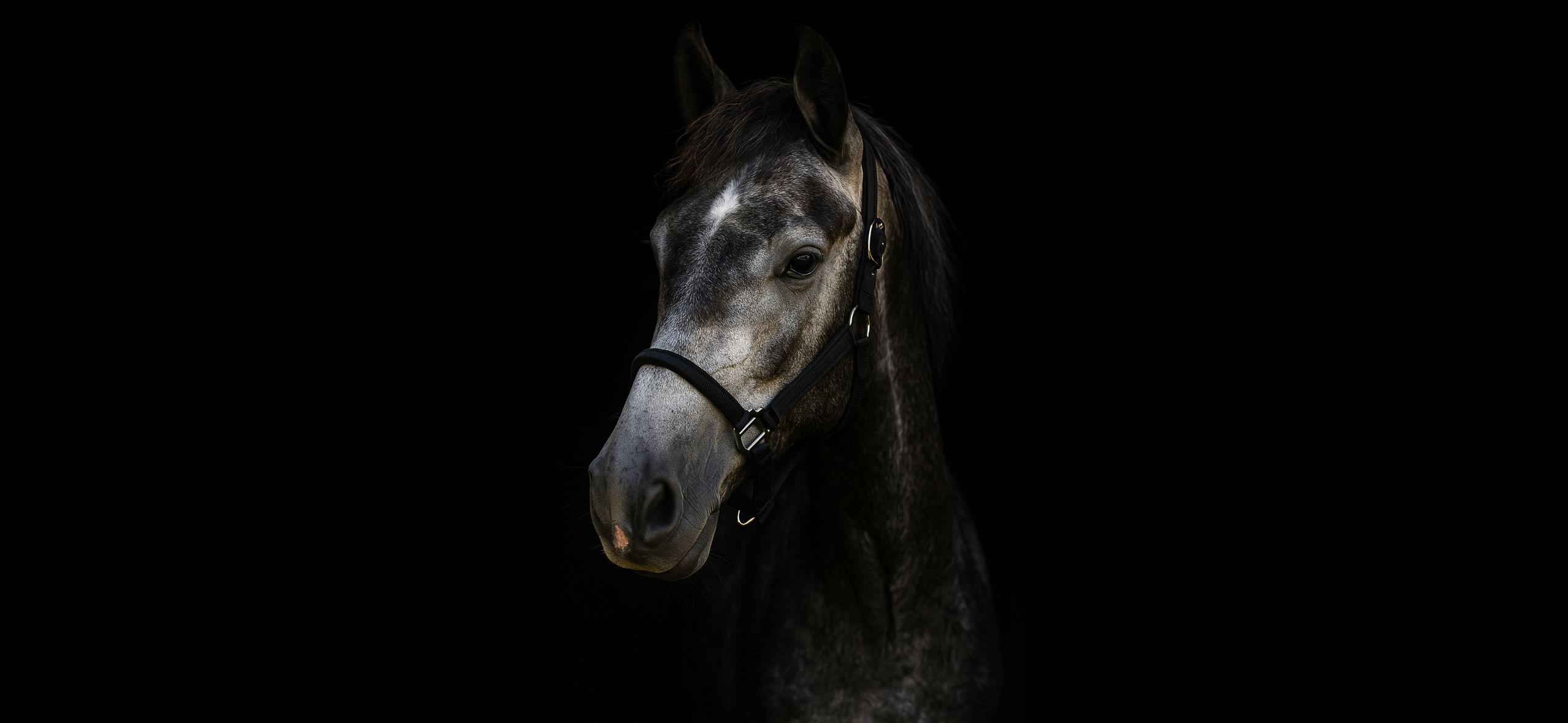 kwpn springpaard ruin 5 anos schimmel à venda - Foto 3