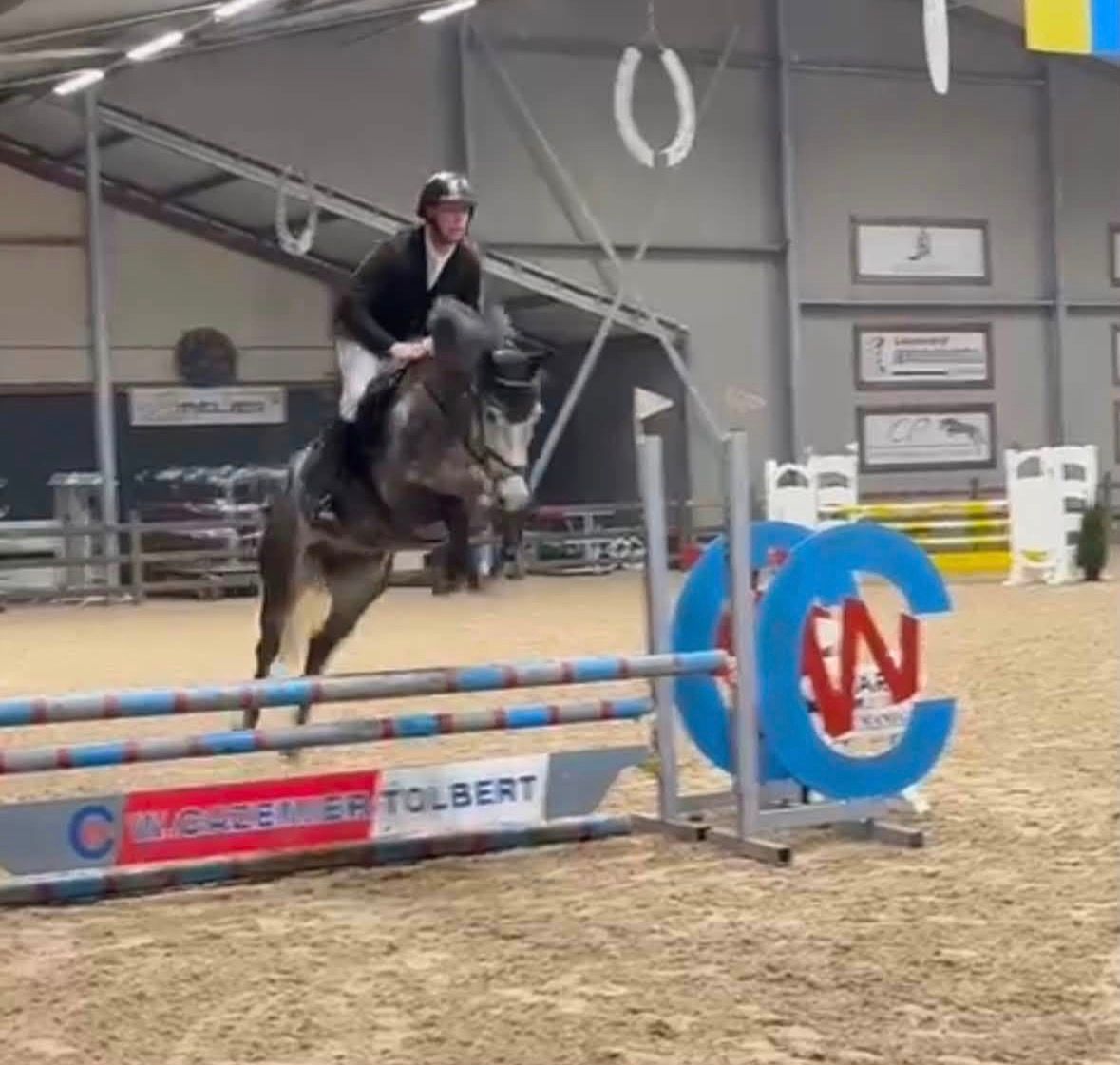 kwpn springpaard ruin 5 anos schimmel à venda - Foto 4