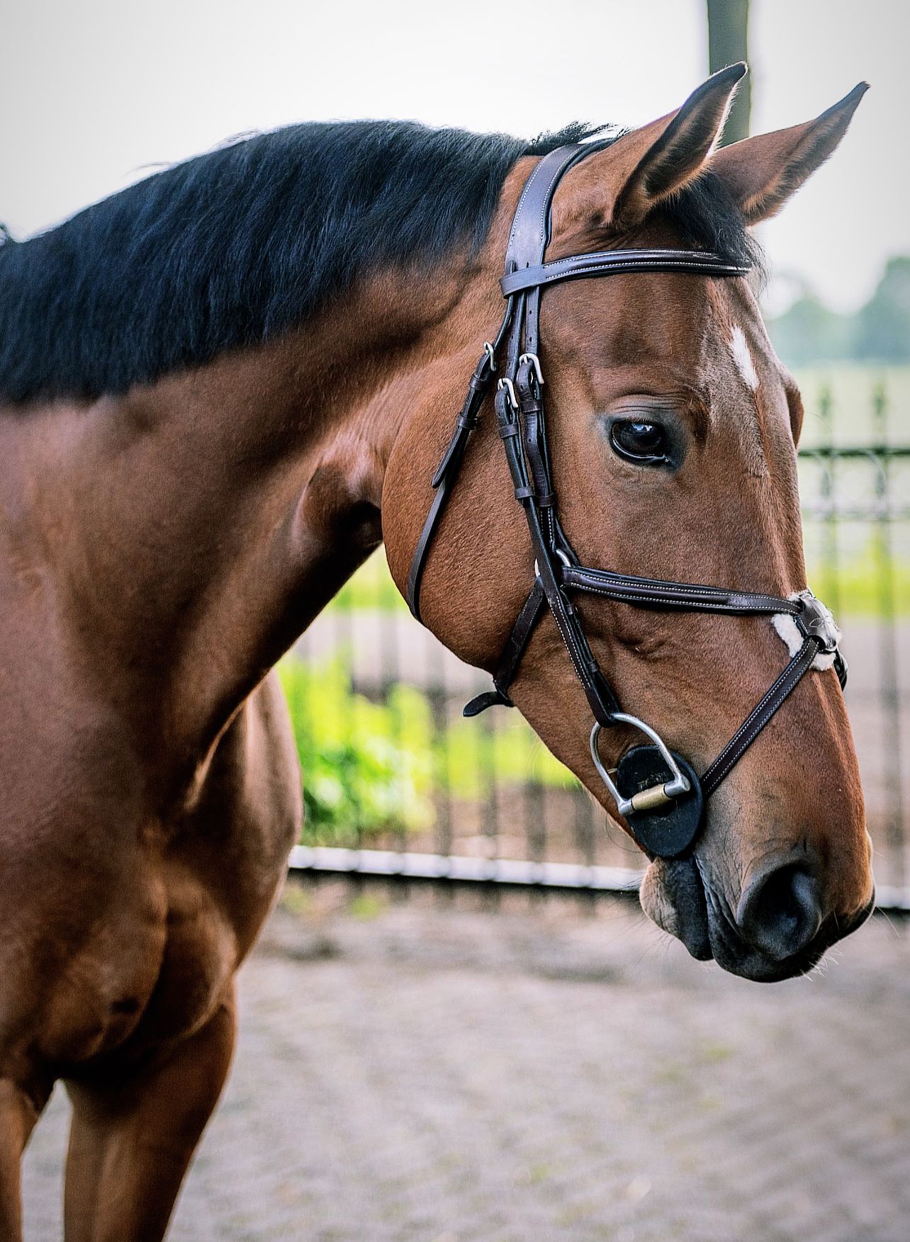 Beautiful mare for sale