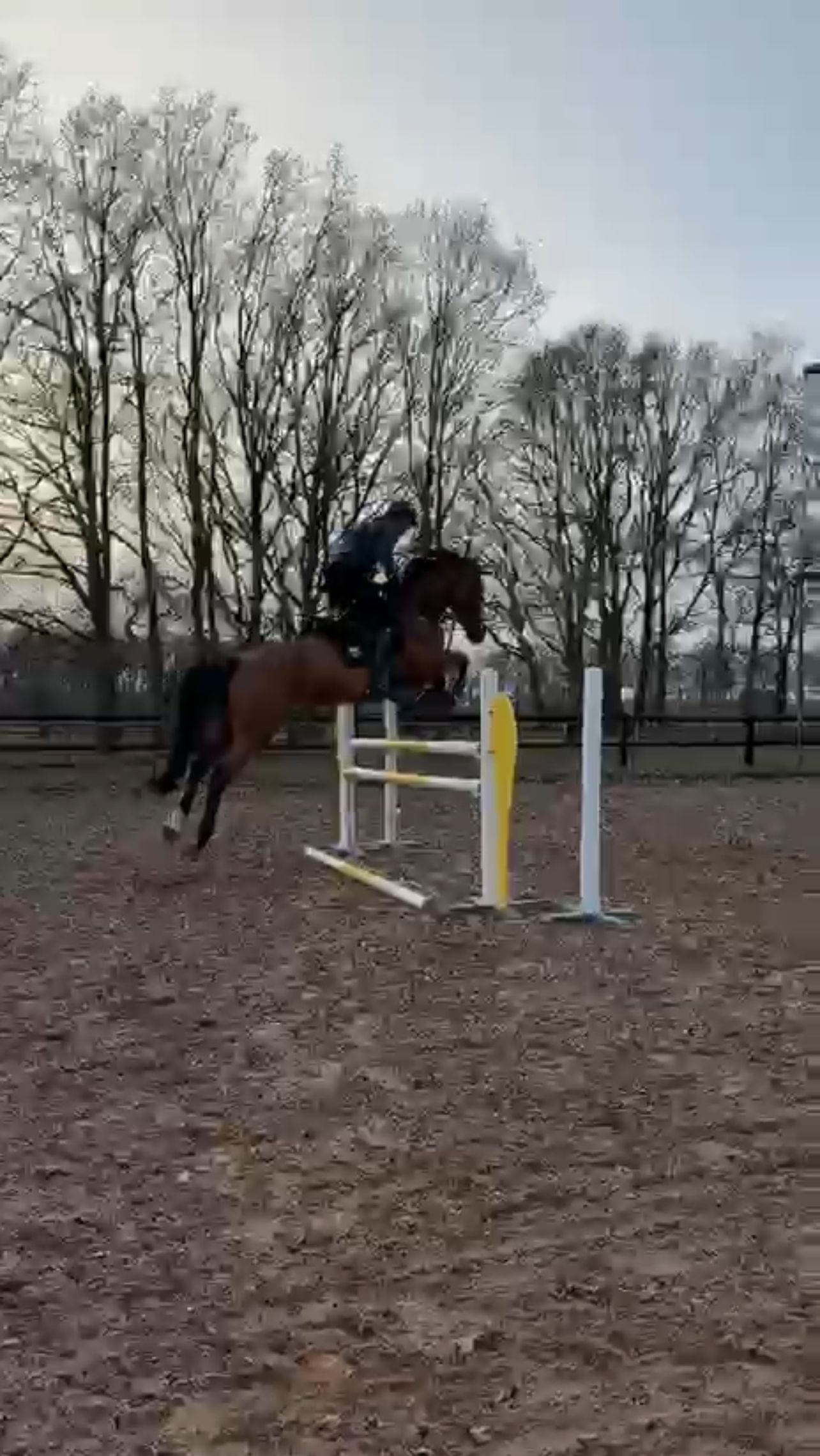 baden-wurttemberg allrounder merrie 6 jaar donkerbruin te koop - Foto 3