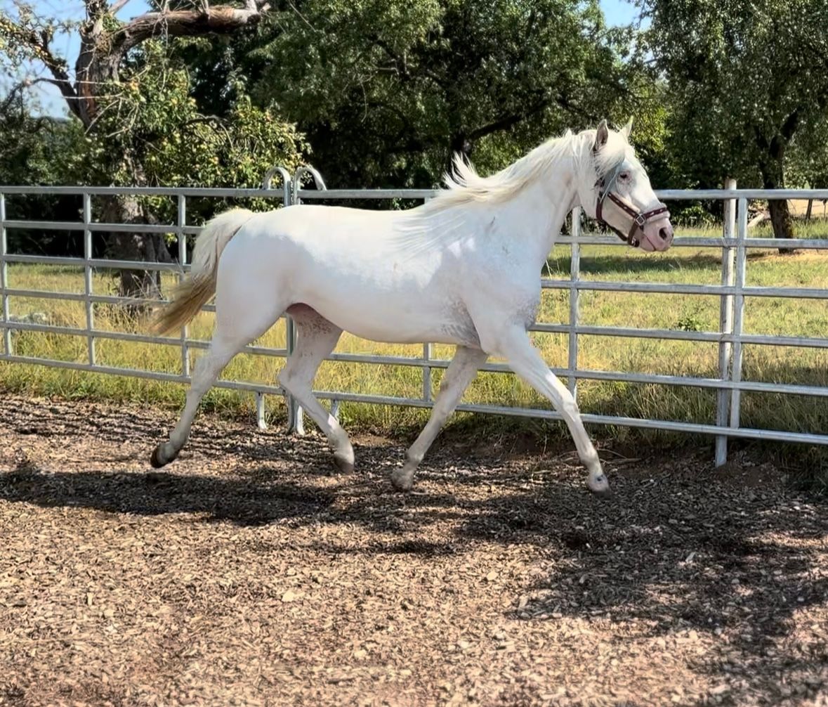 Few Spot Leopard Patn1 Mare Tigerschecke (Appaloosa)