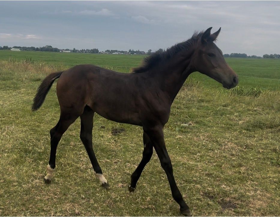 zangersheide paard merrie 1 years old donkerbruin for sale - Photo 2