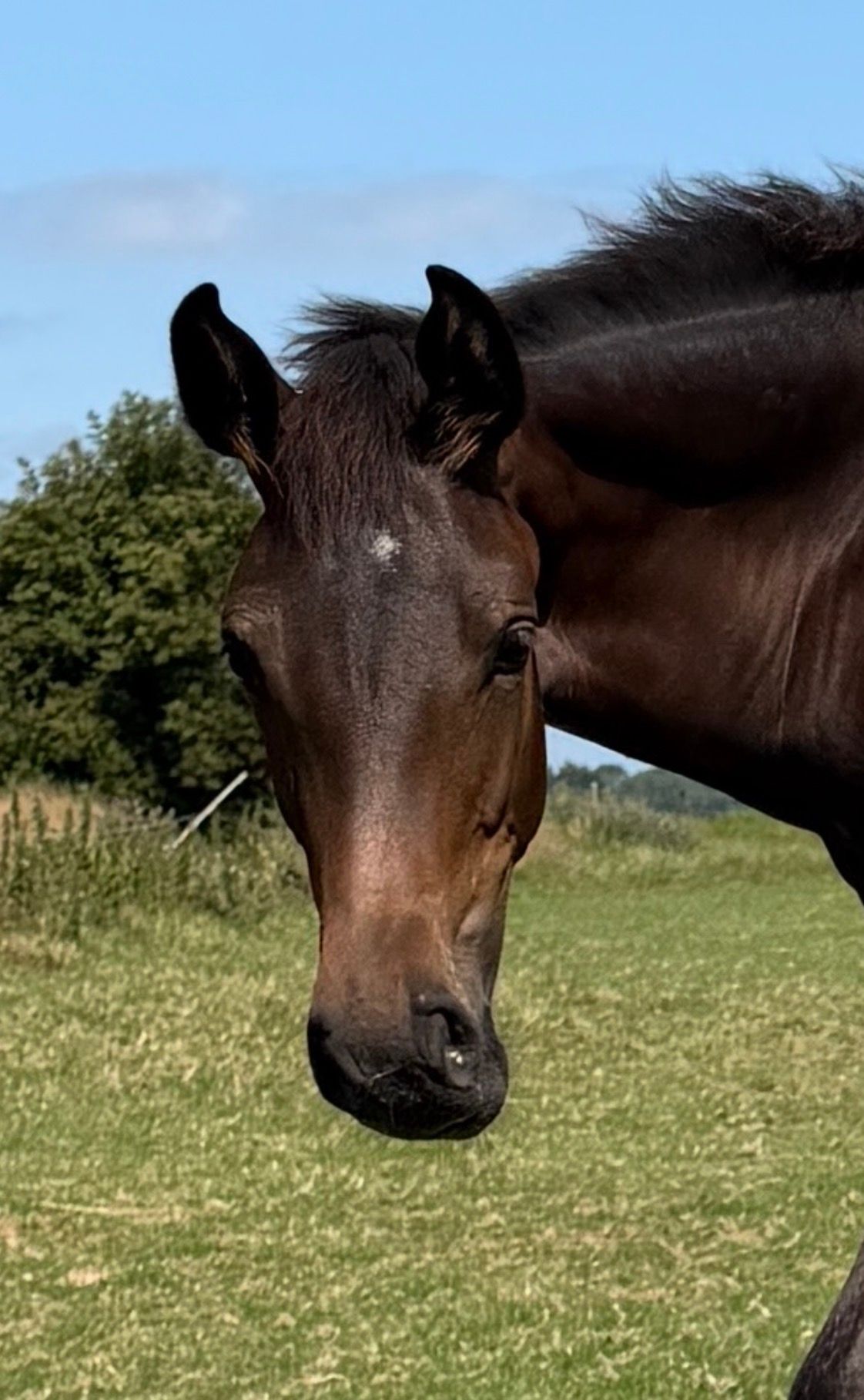 zangersheide paard merrie 1 years old donkerbruin for sale - Photo 3