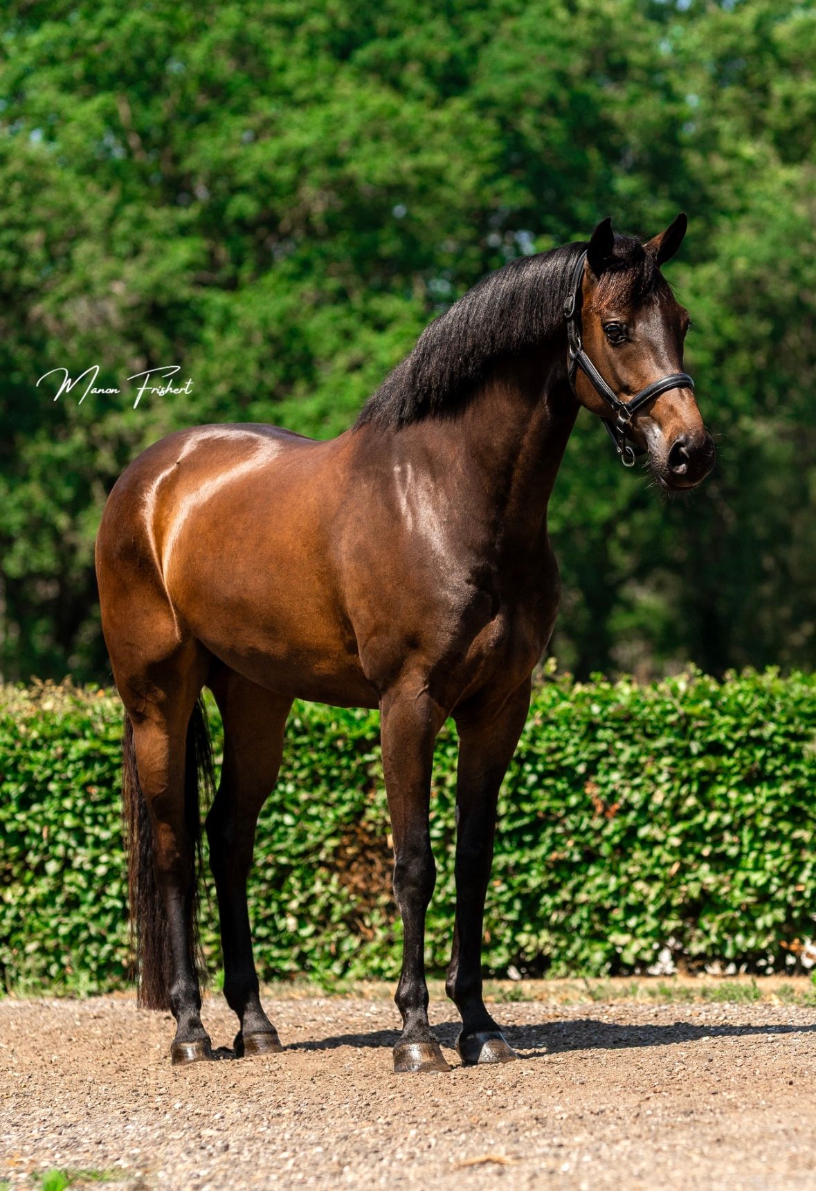 Leuk familie paard te koop ! 