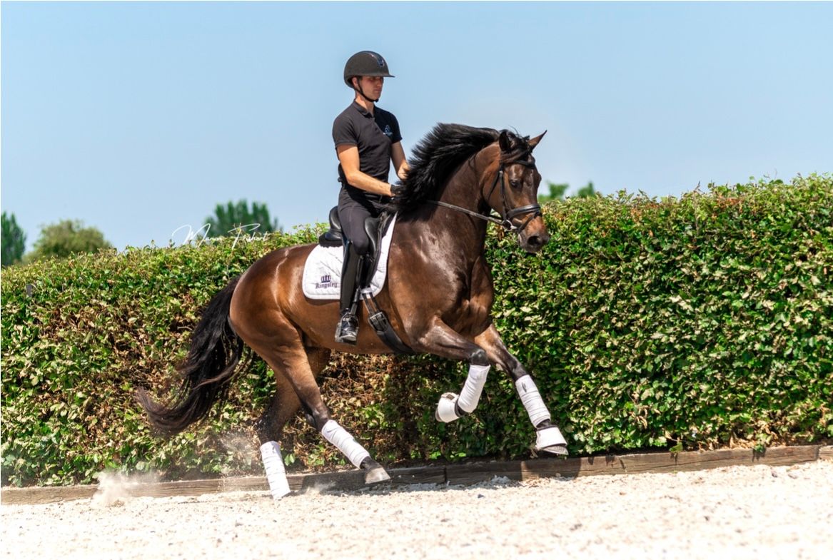 dressuurpaard merrie 5 år donkerbruin till salu - Foto 2