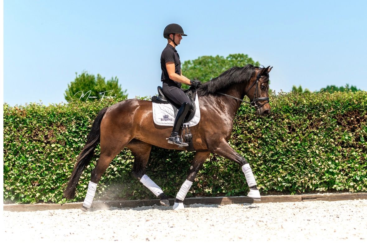 dressuurpaard merrie 5 år donkerbruin till salu - Foto 5