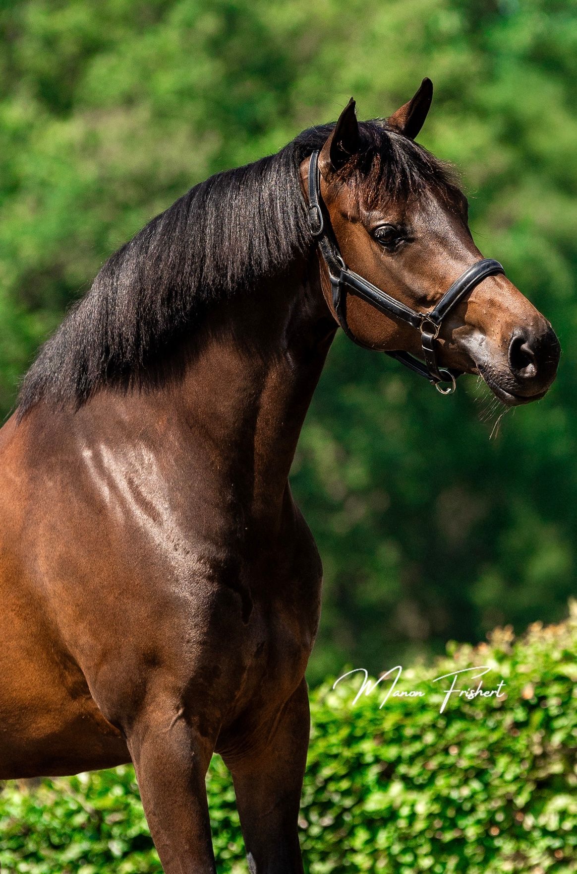 dressuurpaard merrie 5 år donkerbruin till salu - Foto 4