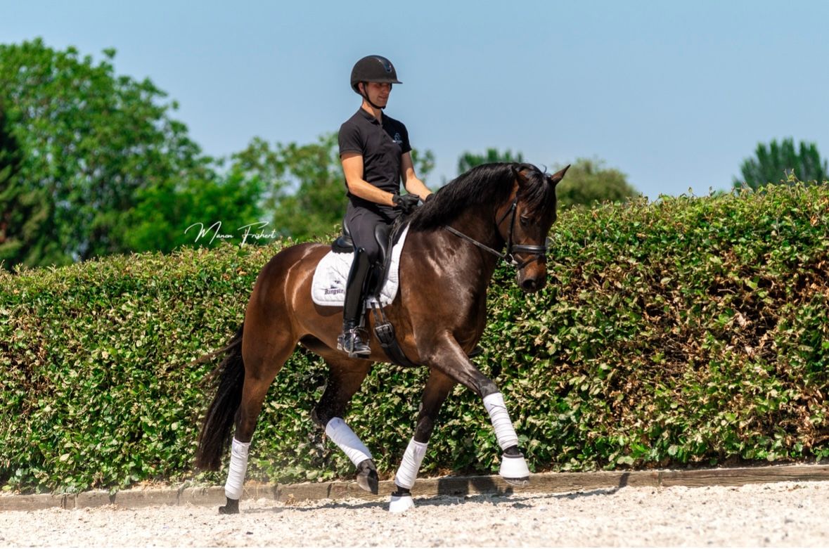 dressuurpaard merrie 5 år donkerbruin till salu - Foto 3