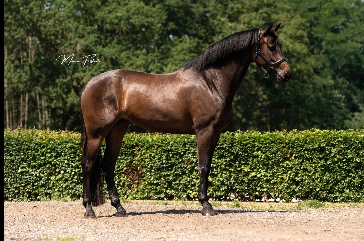 dressuurpaard merrie 5 år donkerbruin till salu - Foto 6
