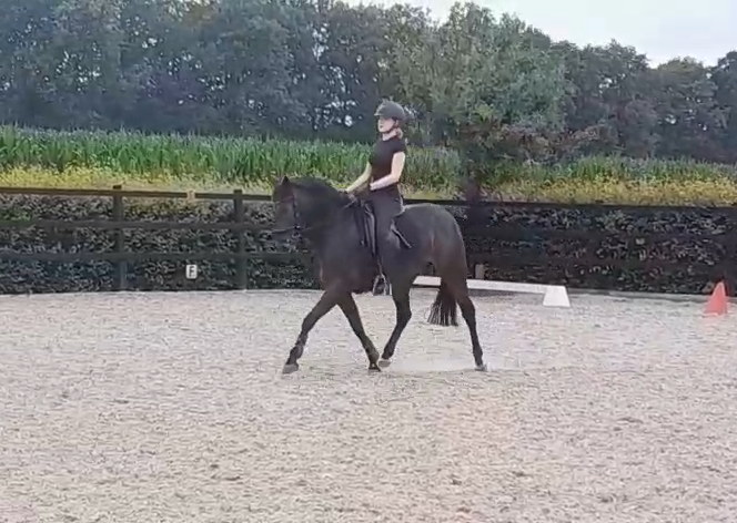 dressuurpony ruin 9 years old donkerbruin for sale - Photo 6