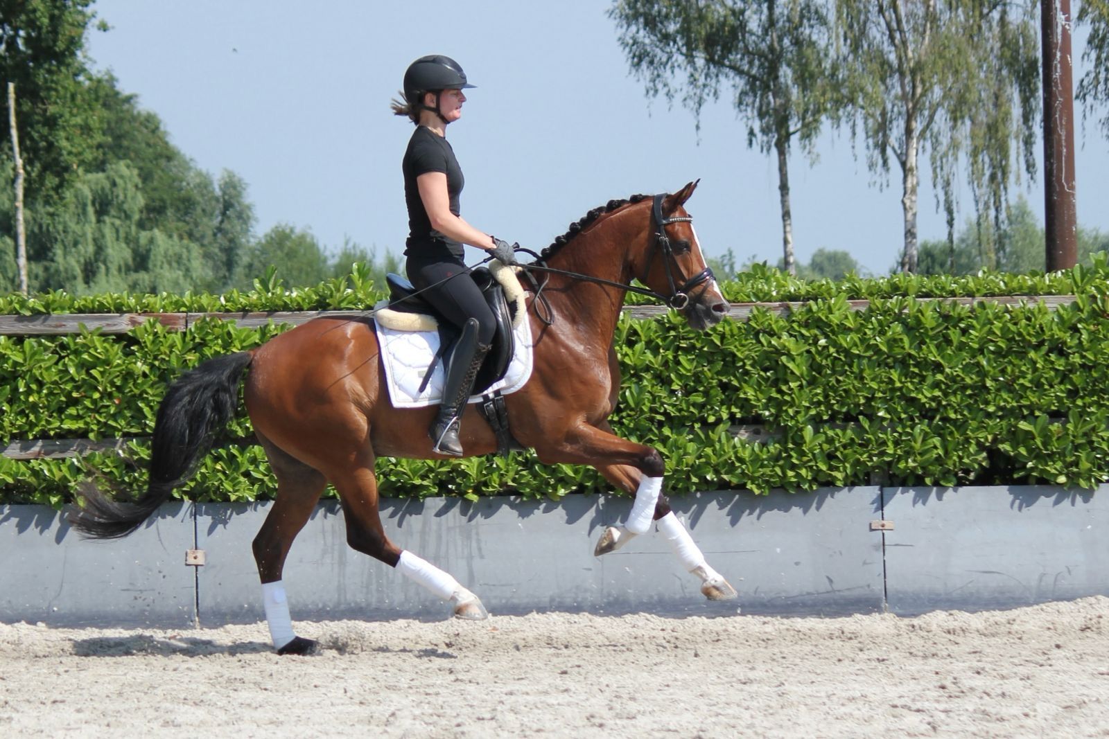 welsh-cob allround-pony ruin 5 years old donkerbruin for sale - Main photo