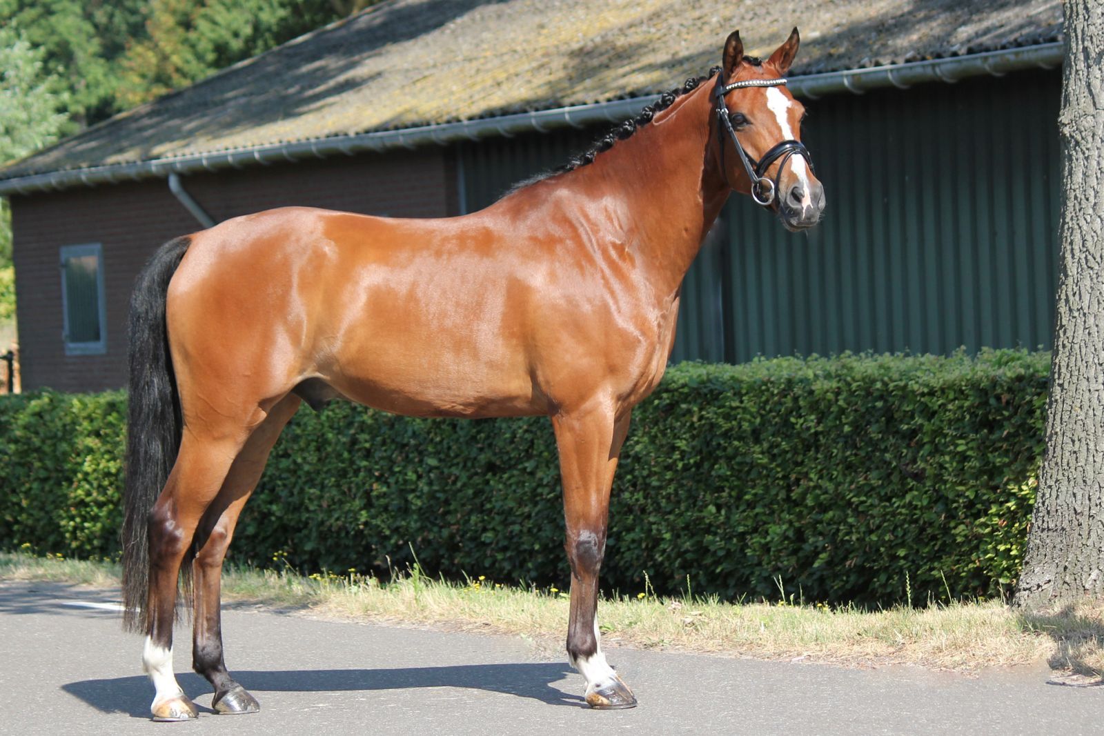 welsh-cob allround-pony ruin 5 years old donkerbruin for sale - Photo 3