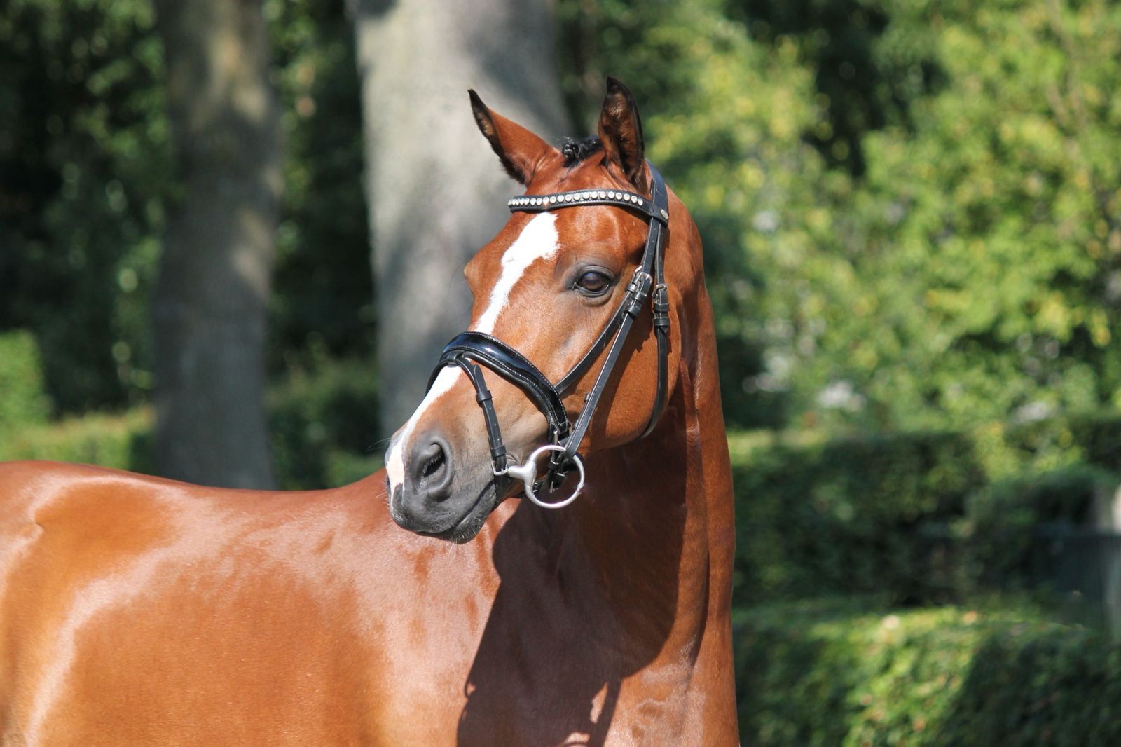 welsh-cob allround-pony ruin 5 years old donkerbruin for sale - Photo 5