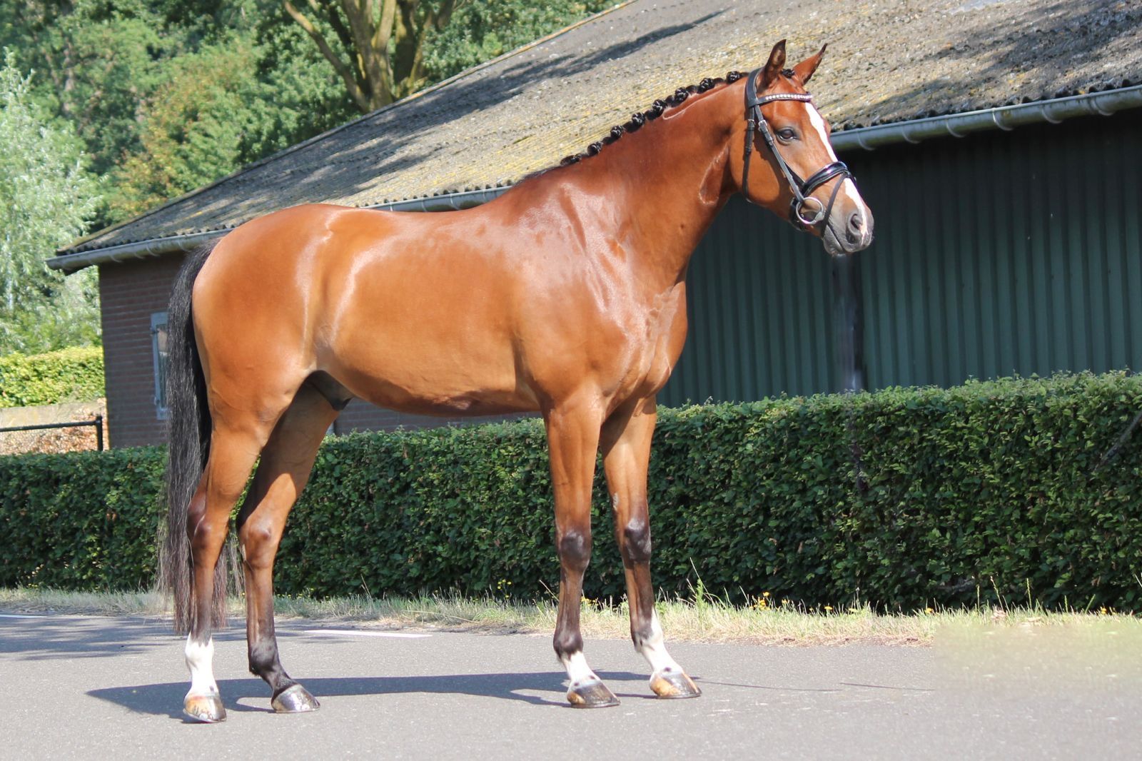 welsh-cob allround-pony ruin 5 years old donkerbruin for sale - Photo 4