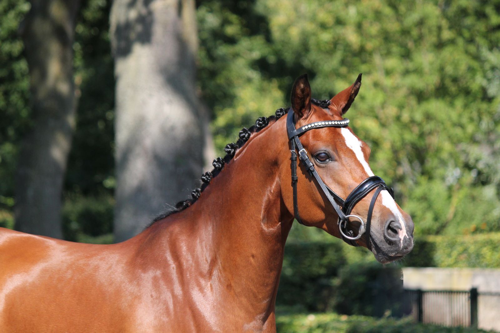 welsh-cob allround-pony ruin 5 years old donkerbruin for sale - Photo 6