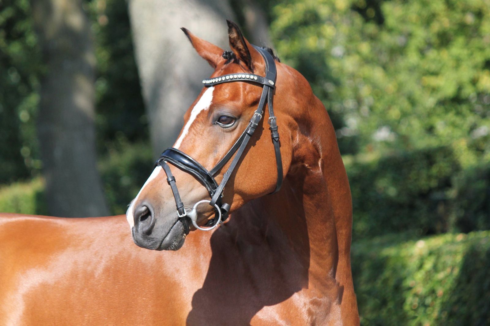 welsh-cob allround-pony ruin 5 years old donkerbruin for sale - Photo 2