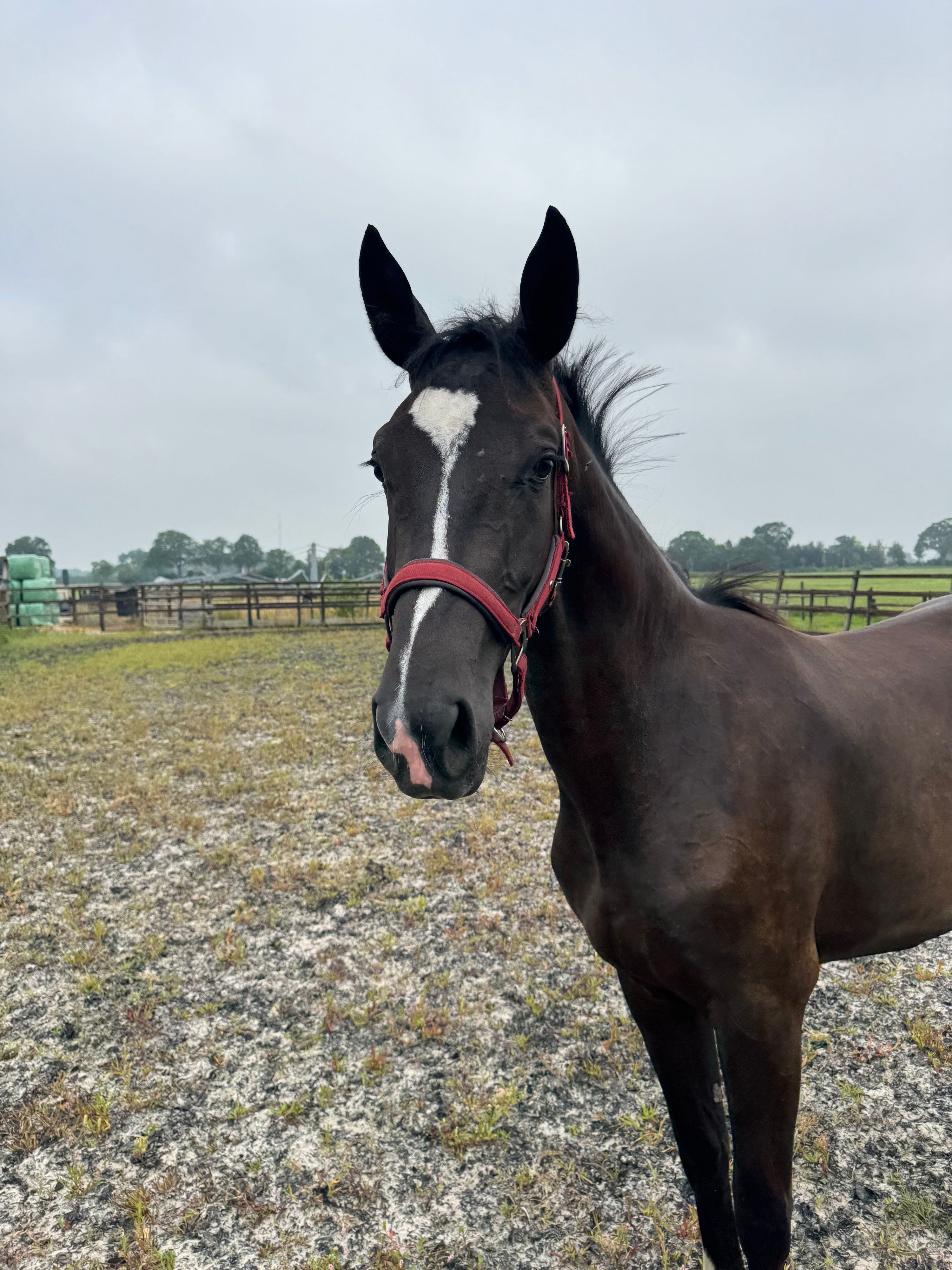kwpn dressuurpaard merrie 2 år zwart till salu - Foto 4