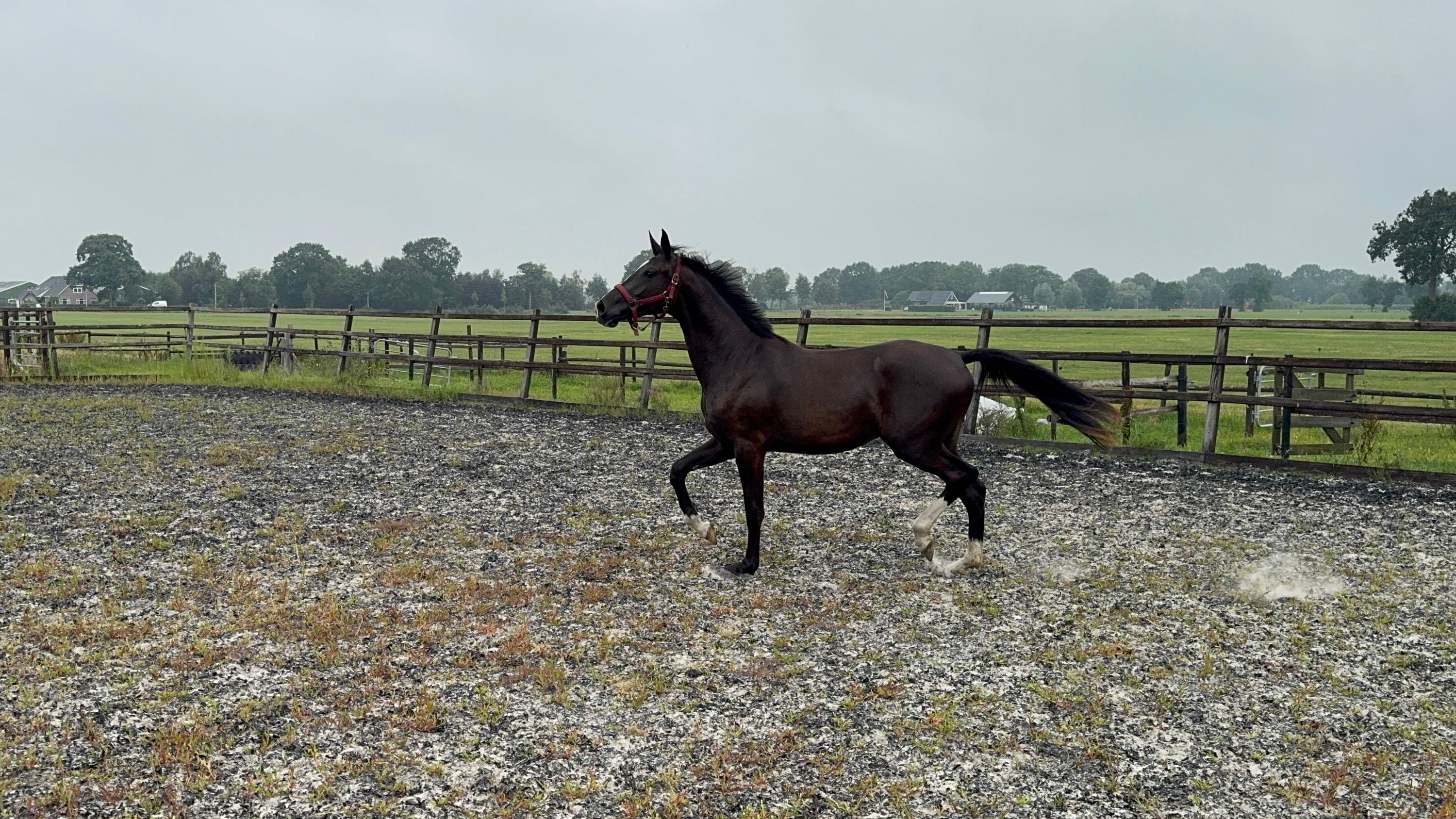 kwpn dressuurpaard merrie 2 år zwart till salu - Foto 6