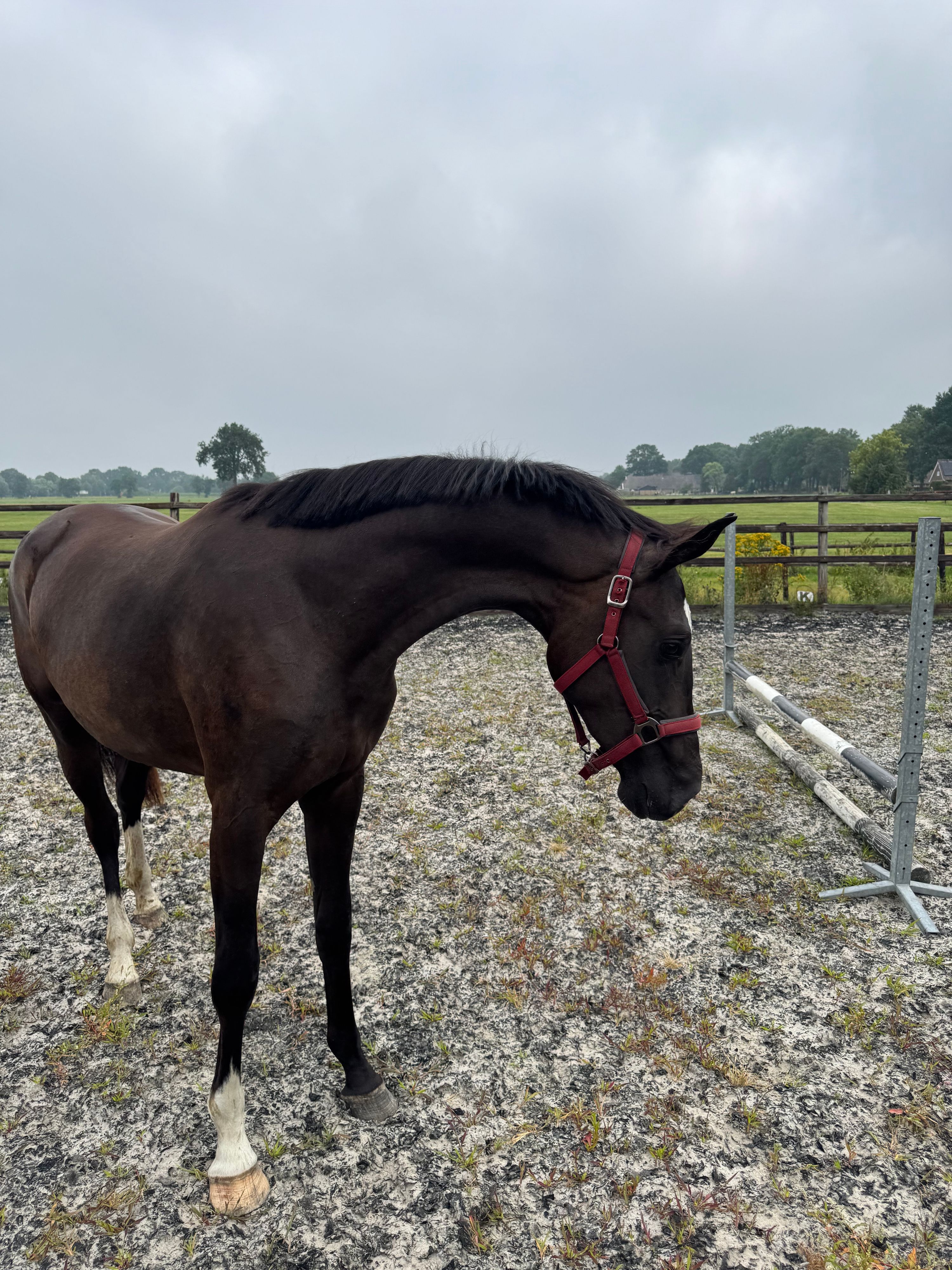 kwpn dressuurpaard merrie 2 år zwart till salu - Foto 2