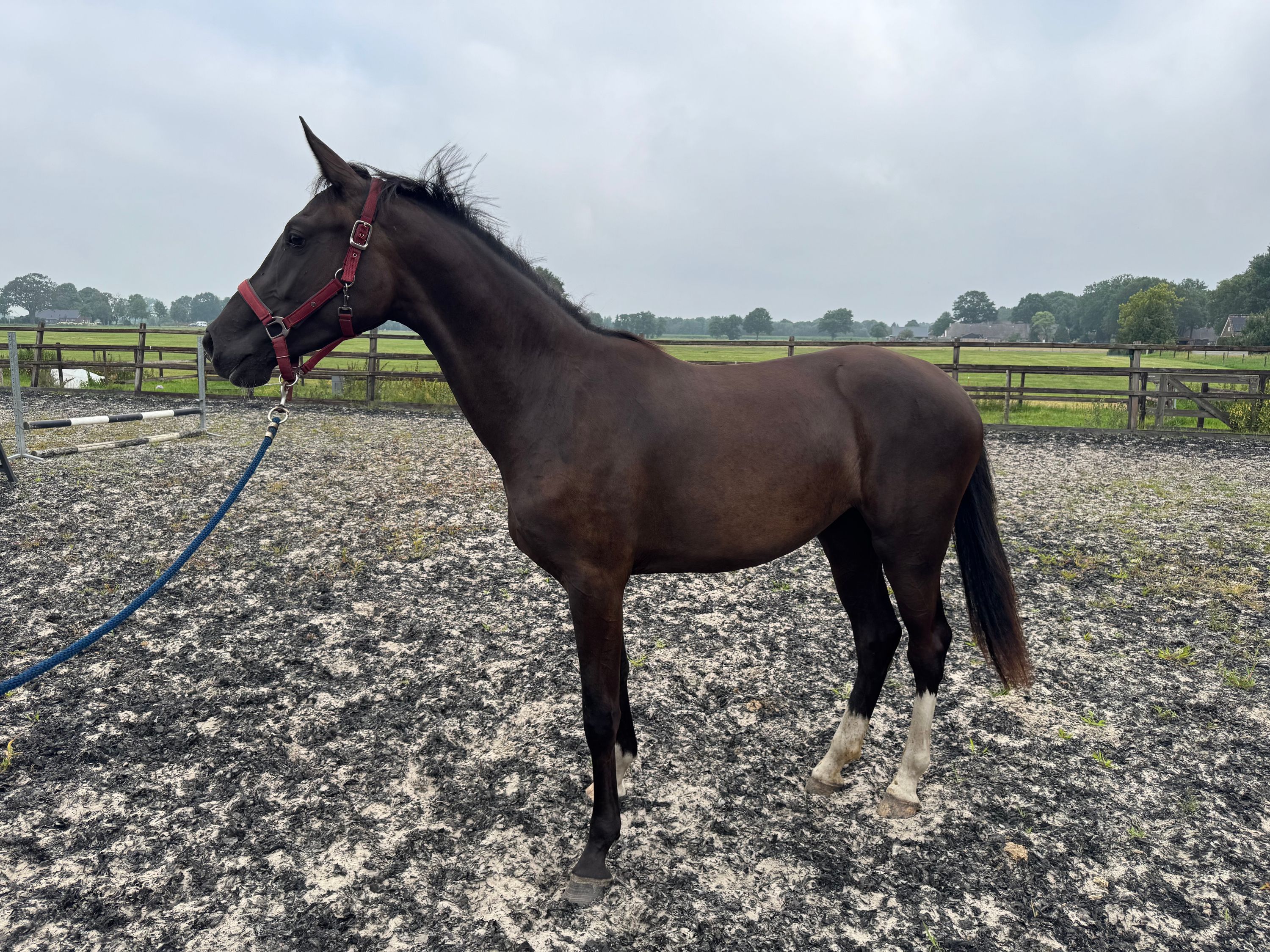 kwpn dressuurpaard merrie 2 år zwart till salu - Foto 5