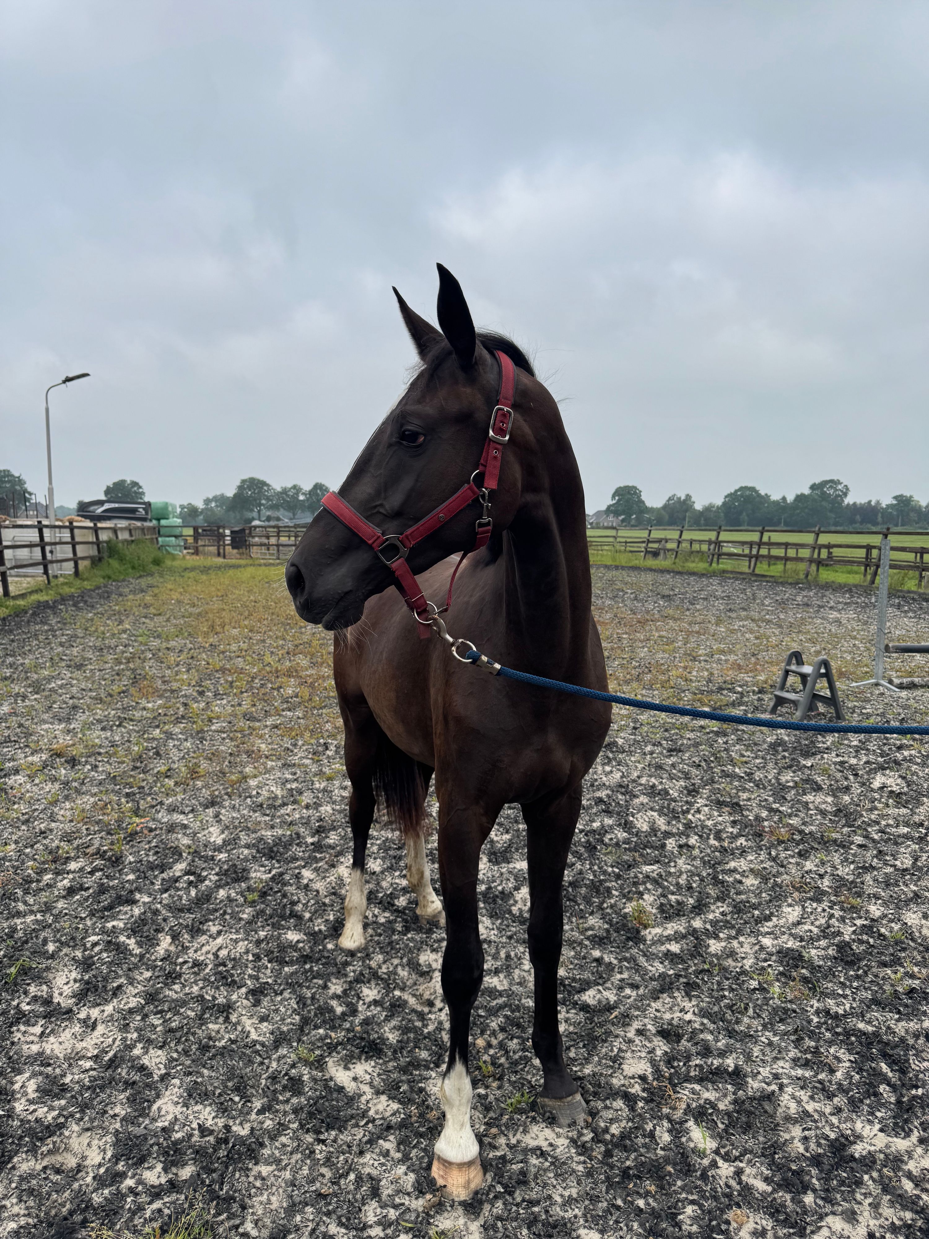 kwpn dressuurpaard merrie 2 år zwart till salu - Foto 3