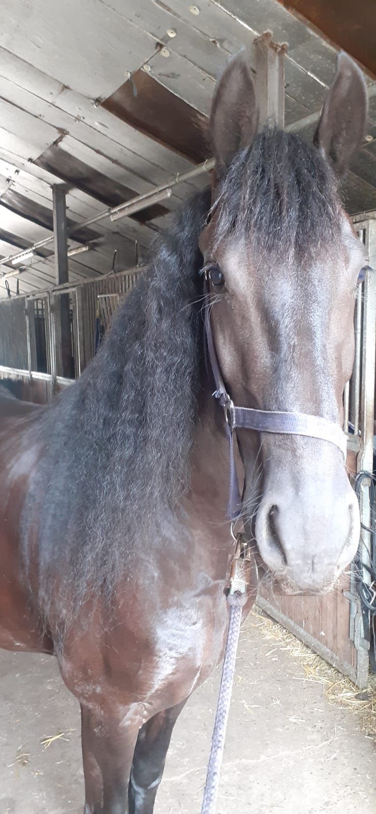 For sale: 4-year-old Friesian mare (Pier448 x Brandus 345)
